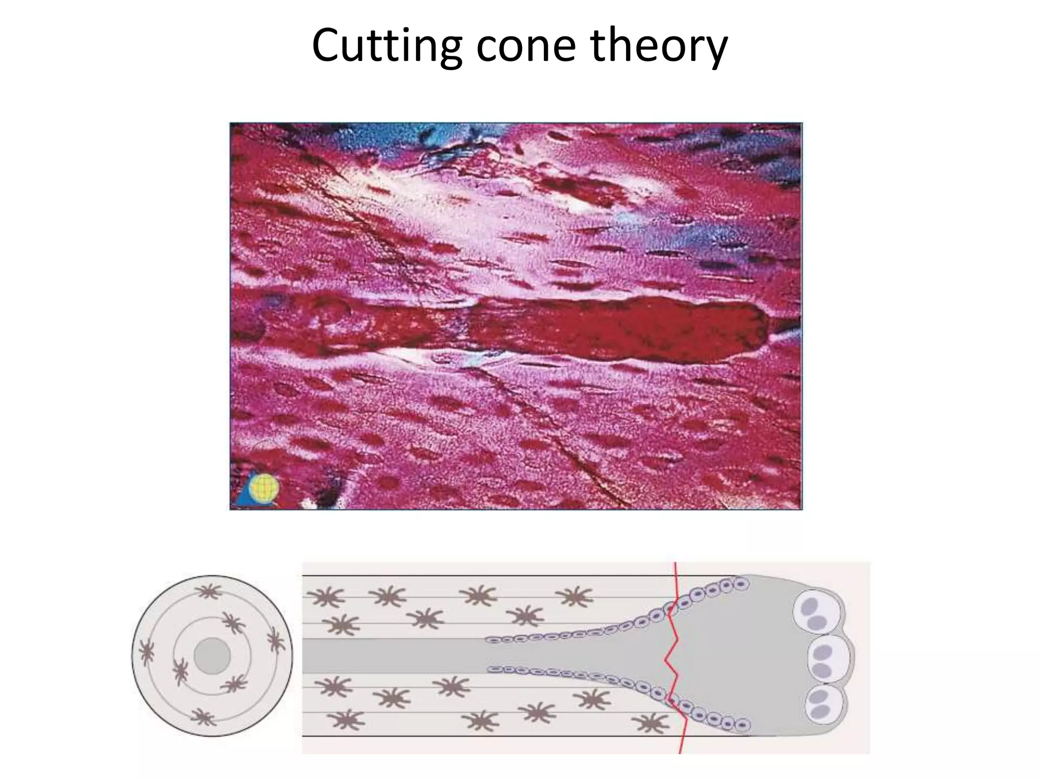 Cutting cone theory
 
