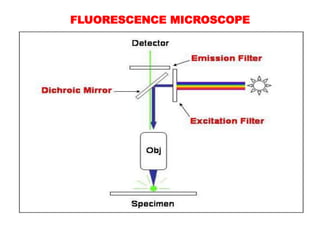 FLUORESCENCE MICROSCOPE
 