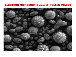 ELECTRON MICROSCOPIC view of POLLEN IMAGES
 