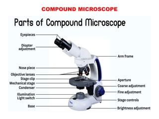 COMPOUND MICROSCOPE
 