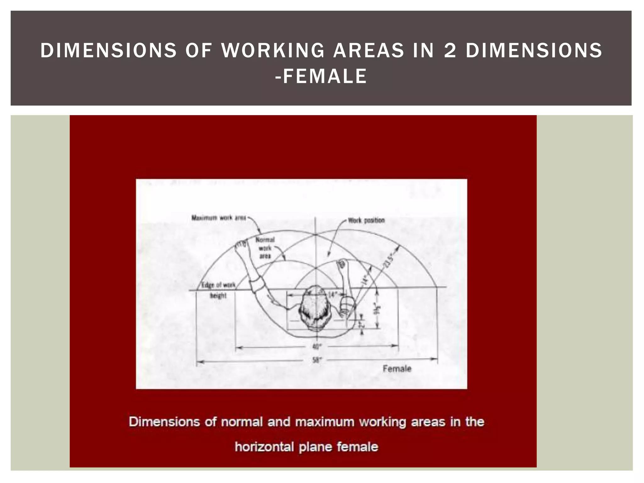 DIMENSIONS OF WORKING AREAS IN 2 DIMENSIONS
                 -FEMALE
 