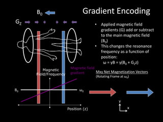 Gradient	Encoding
Position (z)
Magnetic
Field/Frequency
Magnetic	field	
gradient
B0
ω0
GZ • Applied	magnetic	field	
gradients	(G)	add	or	subtract	
to	the	main	magnetic	field	
(B0)
• This	changes	the	resonance	
frequency	as	a	function	of	
position:
ω	=	γB =	γ(B0 +	GZz)
x
y
Mxy Net	Magnetization	Vectors
(Rotating	Frame	at	ω0)
B0
 
