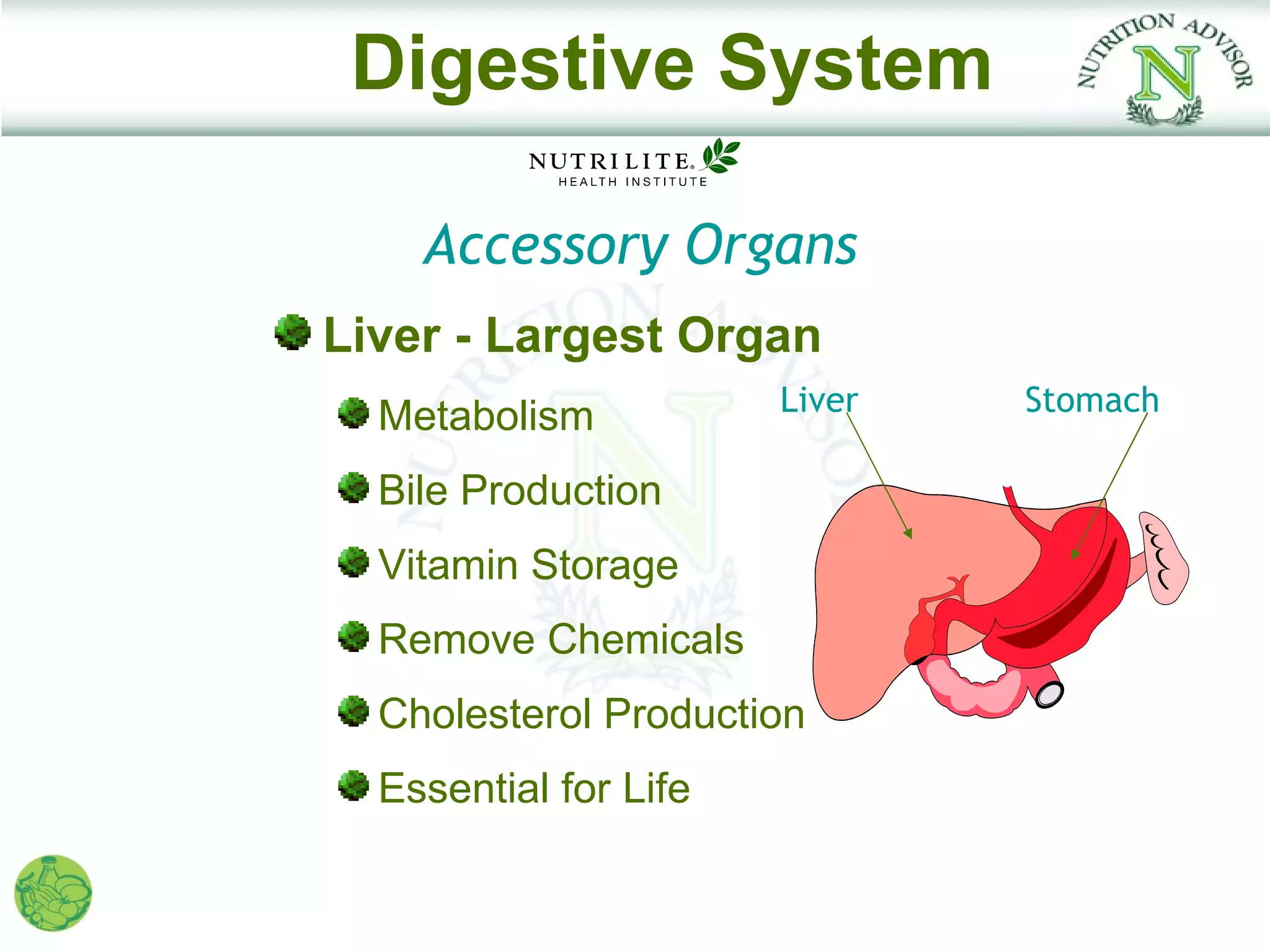 Digestive System

    Accessory Organs
Liver - Largest Organ
                       Liver   Stomach
  Metabolism
  Bile Production
  Vitamin Storage
  Remove Chemicals
  Cholesterol Production
  Essential for Life
 