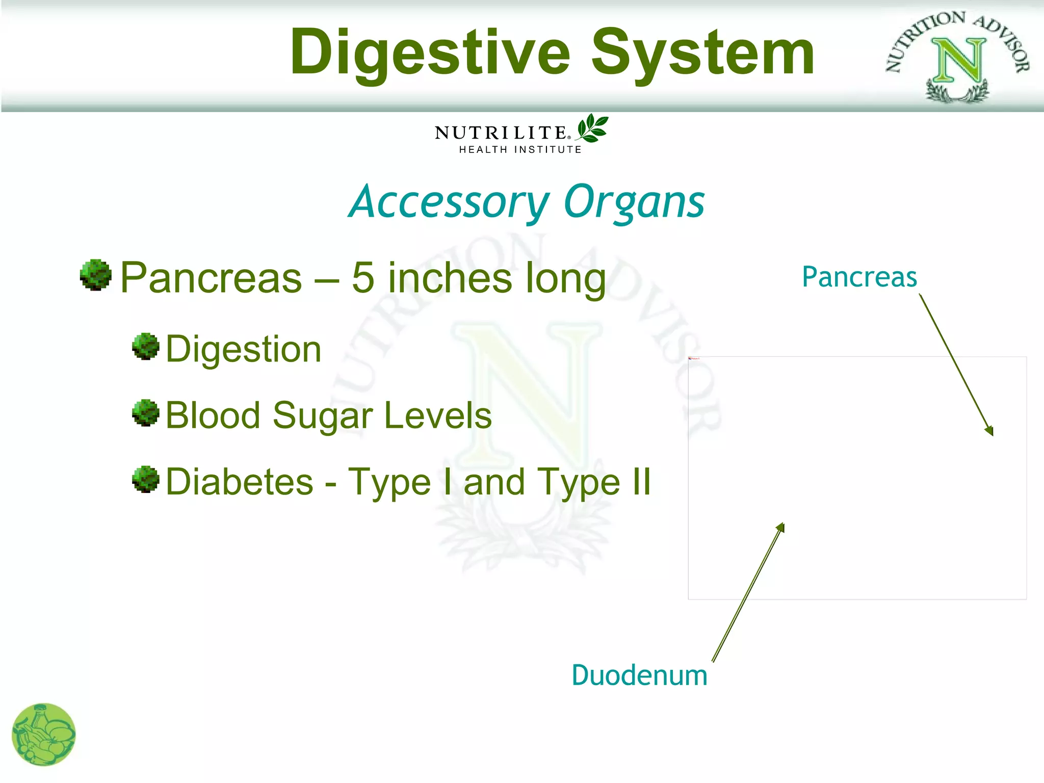 Digestive System

              Accessory Organs
Pancreas – 5 inches long                      Pancreas

  Digestion                       Picture 5




  Blood Sugar Levels
  Diabetes - Type I and Type II




                          Duodenum
 