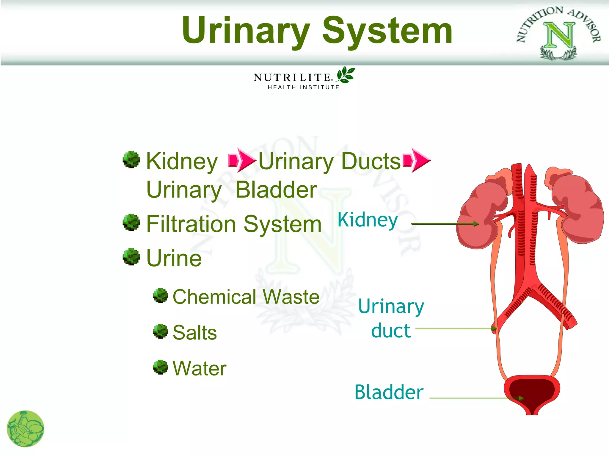 Urinary System


Kidney      Urinary Ducts
Urinary Bladder
Filtration System Kidney
Urine
  Chemical Waste    Urinary
  Salts              duct
  Water
                    Bladder
 