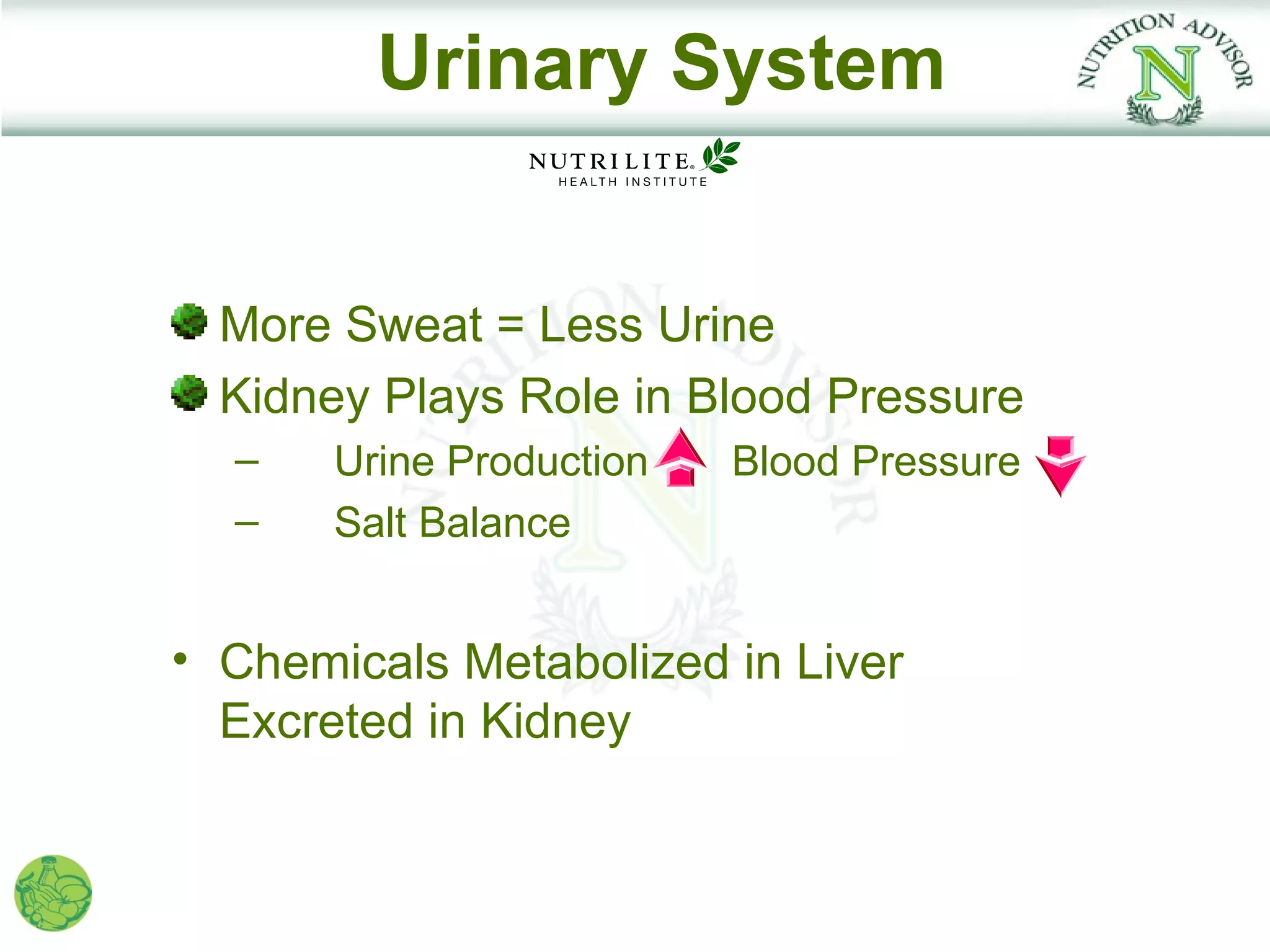 Urinary System


  More Sweat = Less Urine
  Kidney Plays Role in Blood Pressure
  –    Urine Production   Blood Pressure
  –    Salt Balance


• Chemicals Metabolized in Liver
  Excreted in Kidney
 