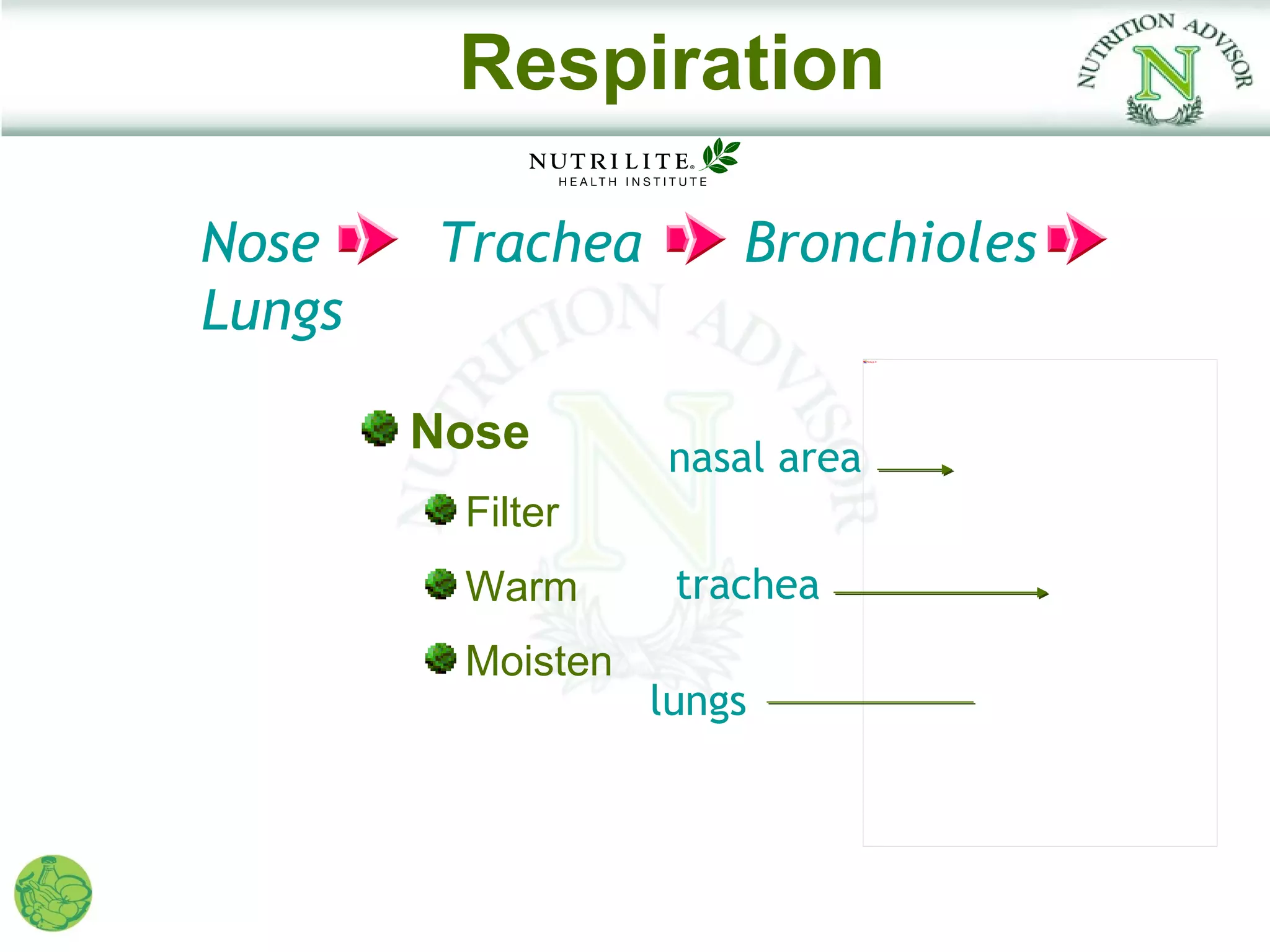 Respiration

Nose    Trachea        Bronchioles
Lungs
                                Picture 9




        Nose       nasal area
         Filter
         Warm       trachea
         Moisten
                   lungs
 