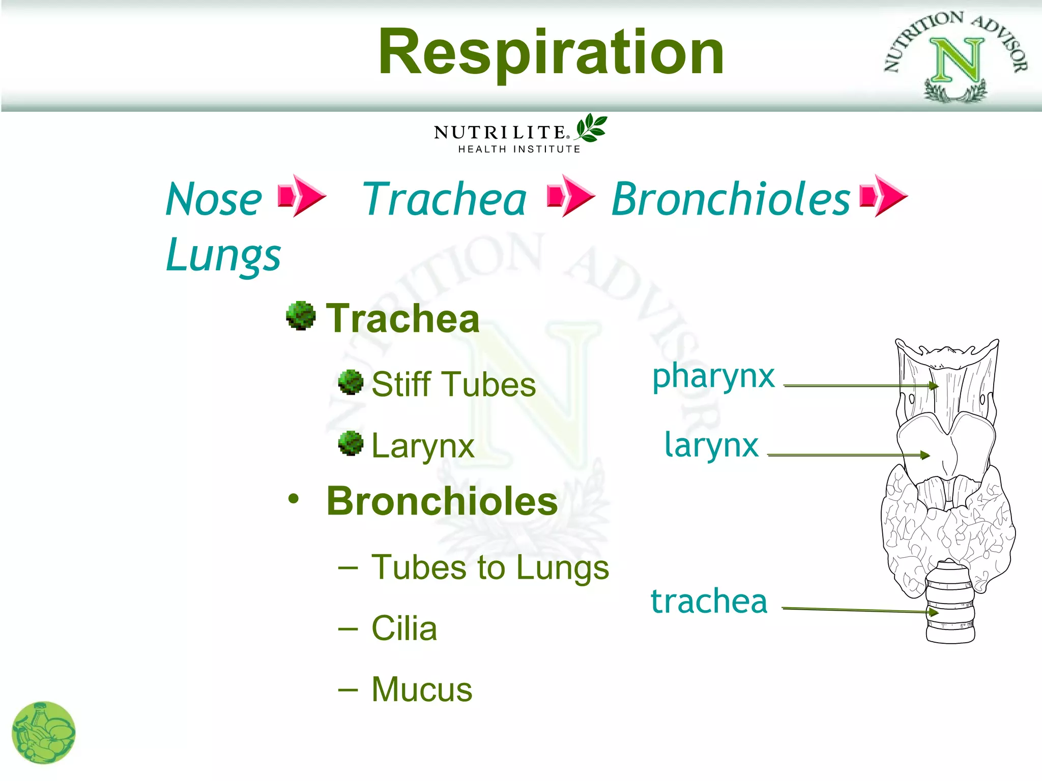 Respiration

Nose       Trachea           Bronchioles
Lungs
         Trachea
            Stiff Tubes       pharynx

            Larynx             larynx
        • Bronchioles
          – Tubes to Lungs
                              trachea
          – Cilia
          – Mucus
 
