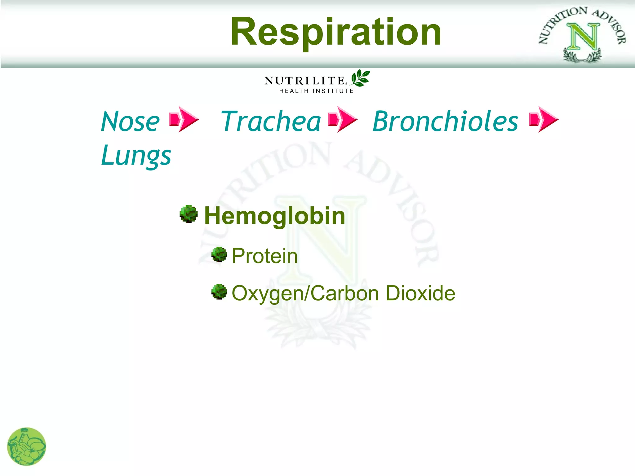 Respiration

Nose     Trachea      Bronchioles
Lungs

        Hemoglobin
         Protein
         Oxygen/Carbon Dioxide
 