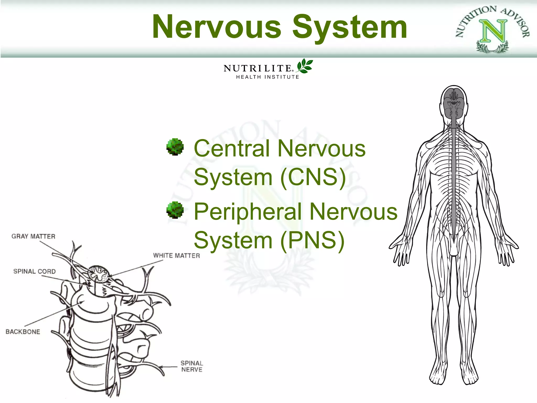 Nervous System


  Central Nervous
  System (CNS)
  Peripheral Nervous
  System (PNS)
 
