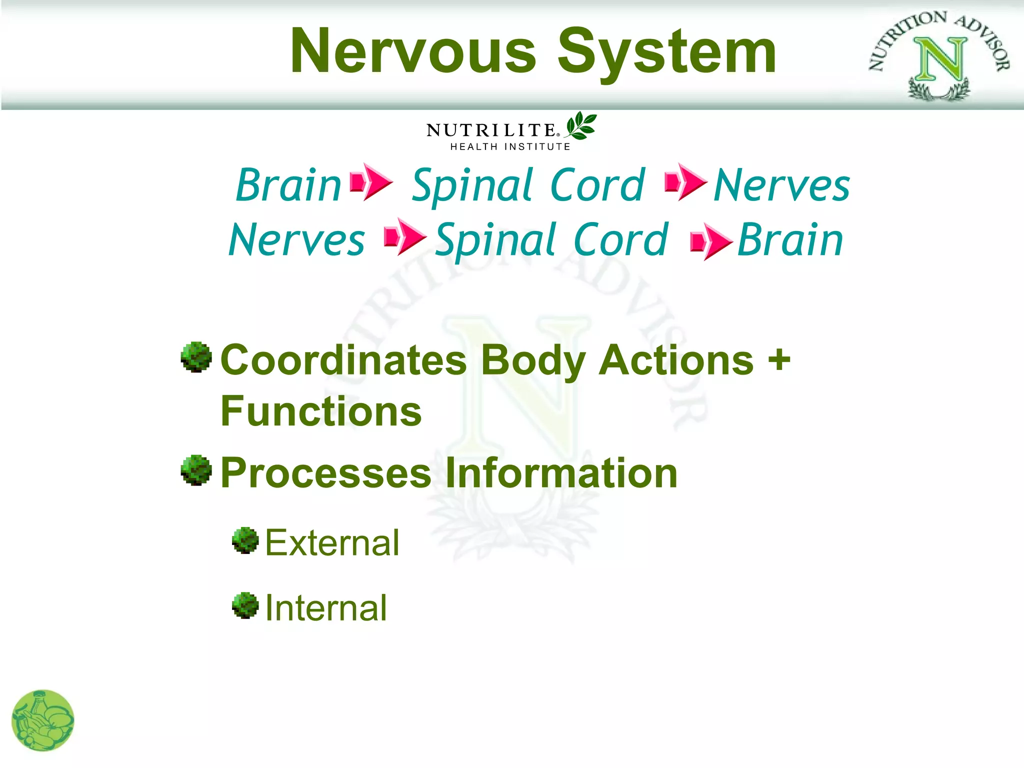 Nervous System

Brain  Spinal Cord Nerves
Nerves Spinal Cord  Brain

Coordinates Body Actions +
Functions
Processes Information
  External
  Internal
 