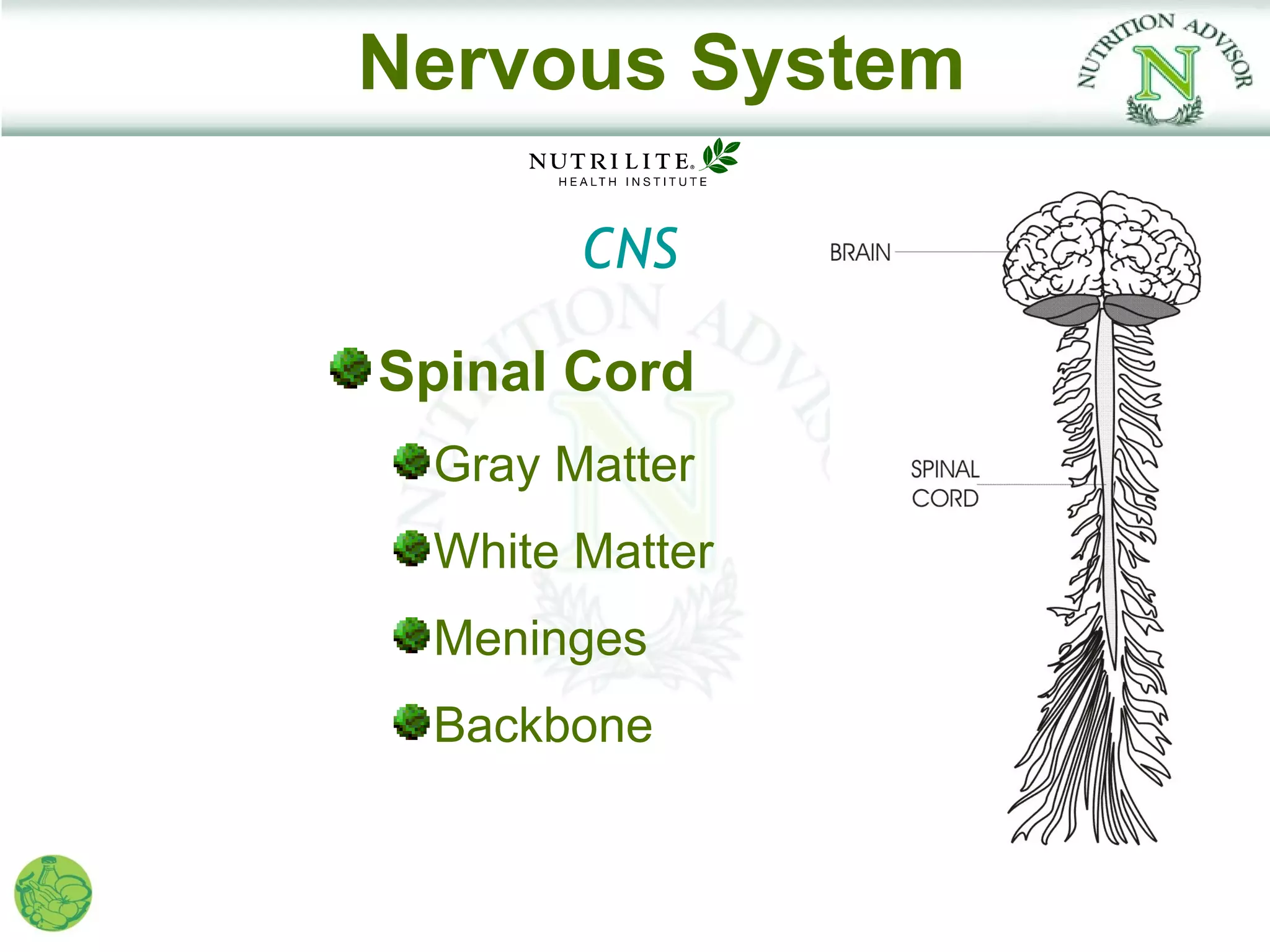 Nervous System

       CNS

Spinal Cord
 Gray Matter
 White Matter
 Meninges
 Backbone
 