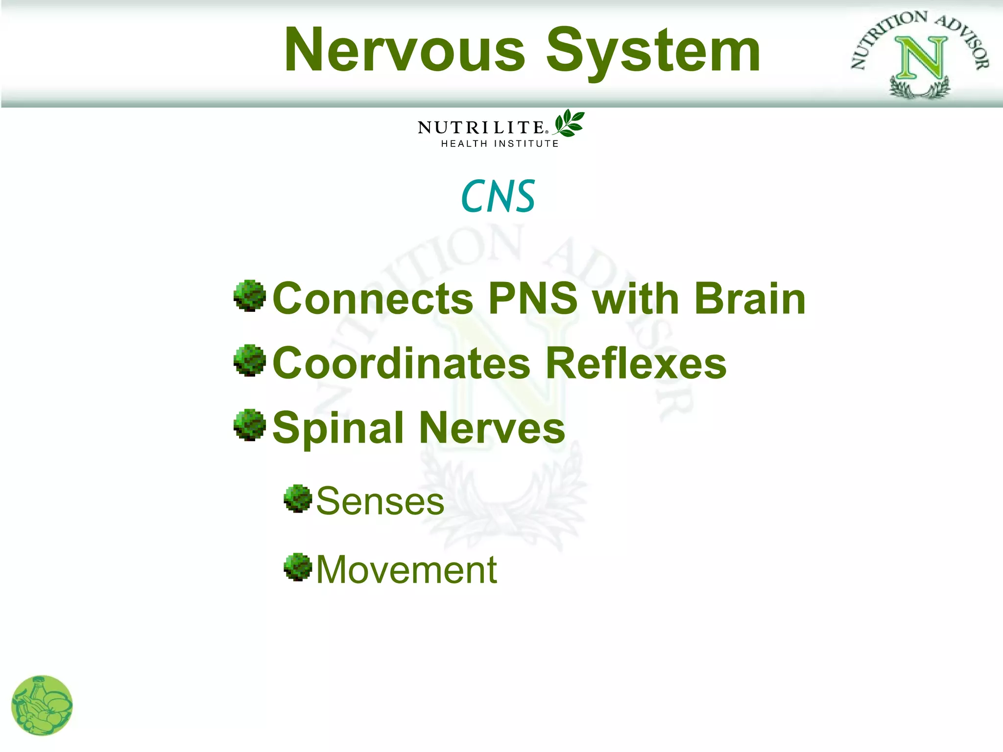 Nervous System

          CNS

Connects PNS with Brain
Coordinates Reflexes
Spinal Nerves
 Senses
 Movement
 