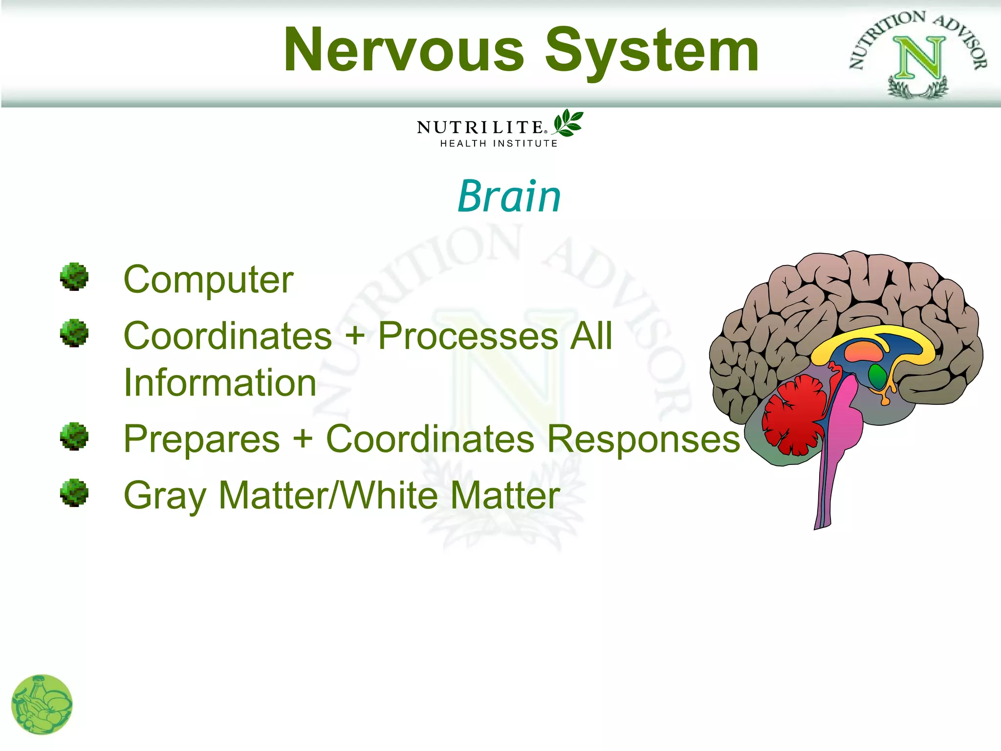 Nervous System

                 Brain
Computer
Coordinates + Processes All
Information
Prepares + Coordinates Responses
Gray Matter/White Matter
 