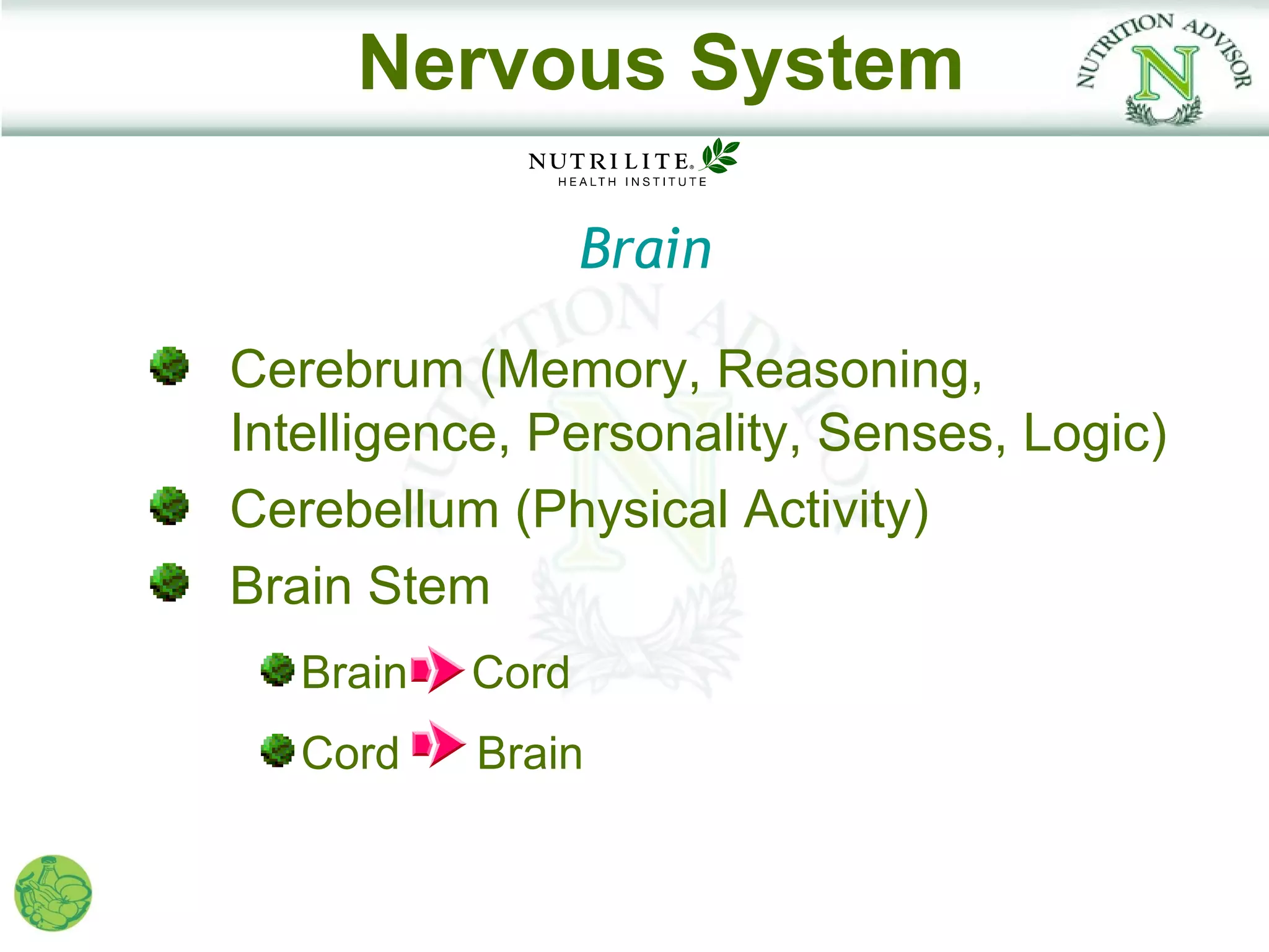Nervous System

                  Brain

Cerebrum (Memory, Reasoning,
Intelligence, Personality, Senses, Logic)
Cerebellum (Physical Activity)
Brain Stem
   Brain   Cord
   Cord    Brain
 