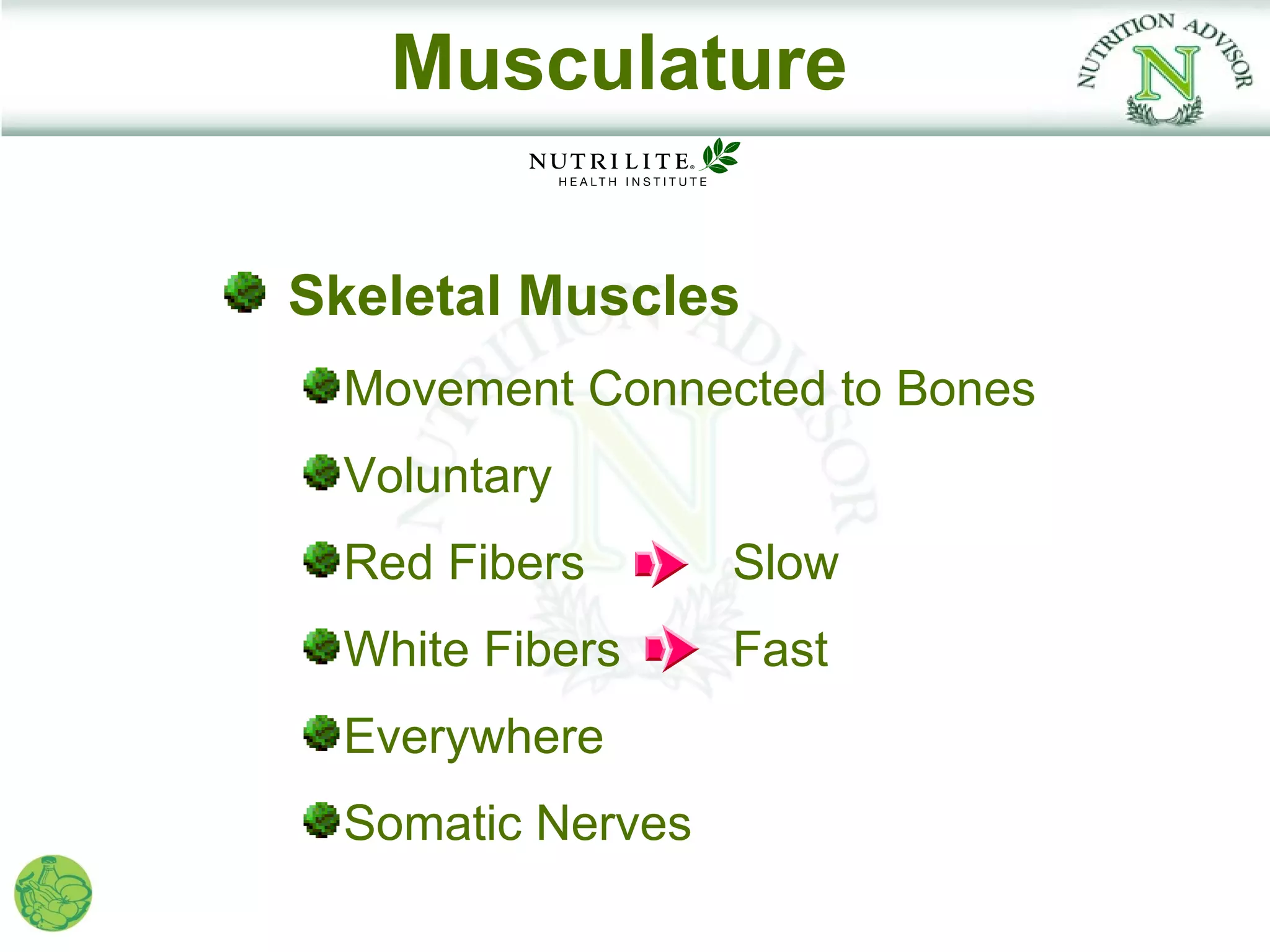 Musculature

Skeletal Muscles
 Movement Connected to Bones
 Voluntary
 Red Fibers       Slow
 White Fibers     Fast
 Everywhere
 Somatic Nerves
 