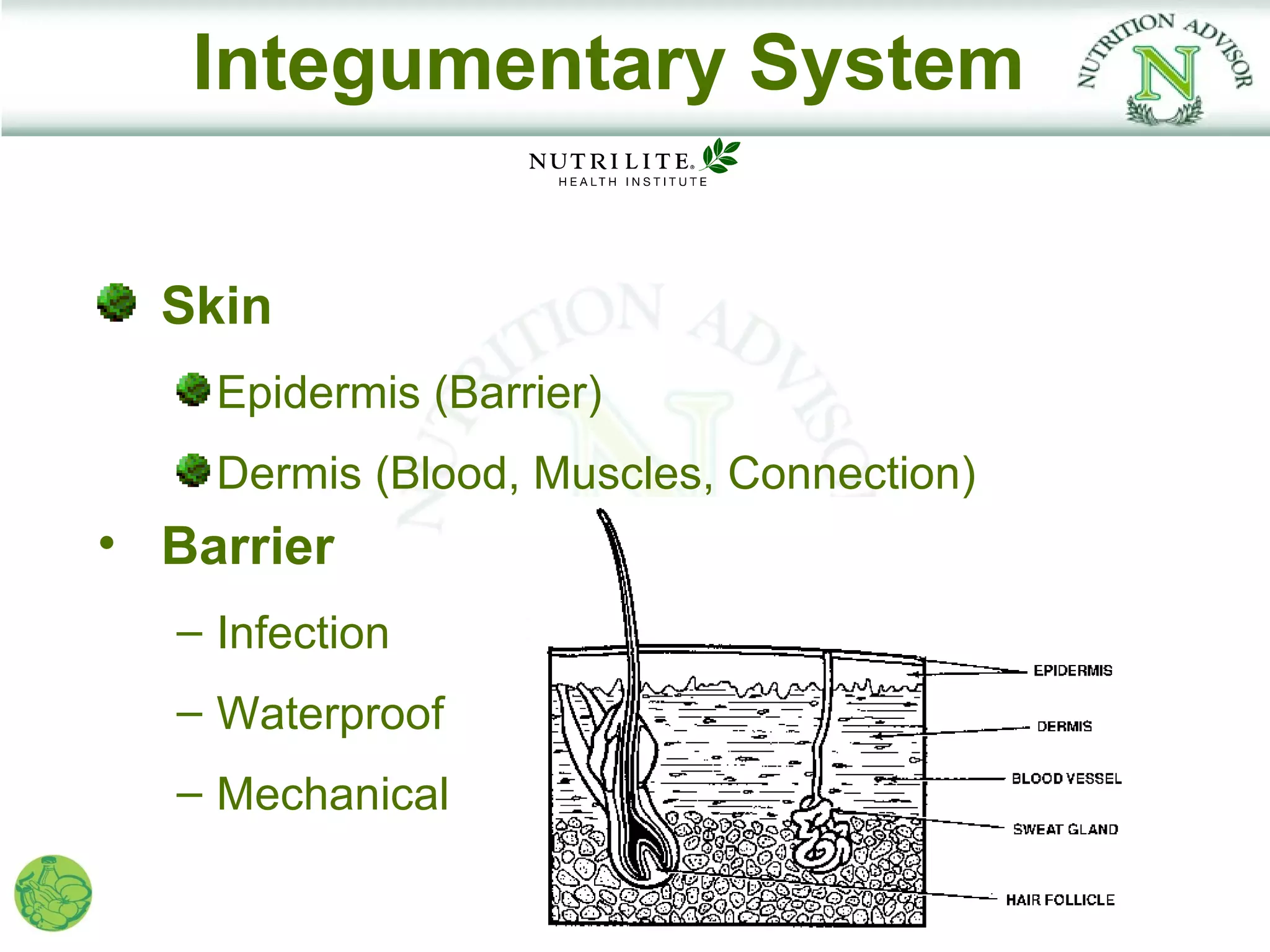 Integumentary System


  Skin
     Epidermis (Barrier)
     Dermis (Blood, Muscles, Connection)
• Barrier
   – Infection
   – Waterproof
   – Mechanical
 