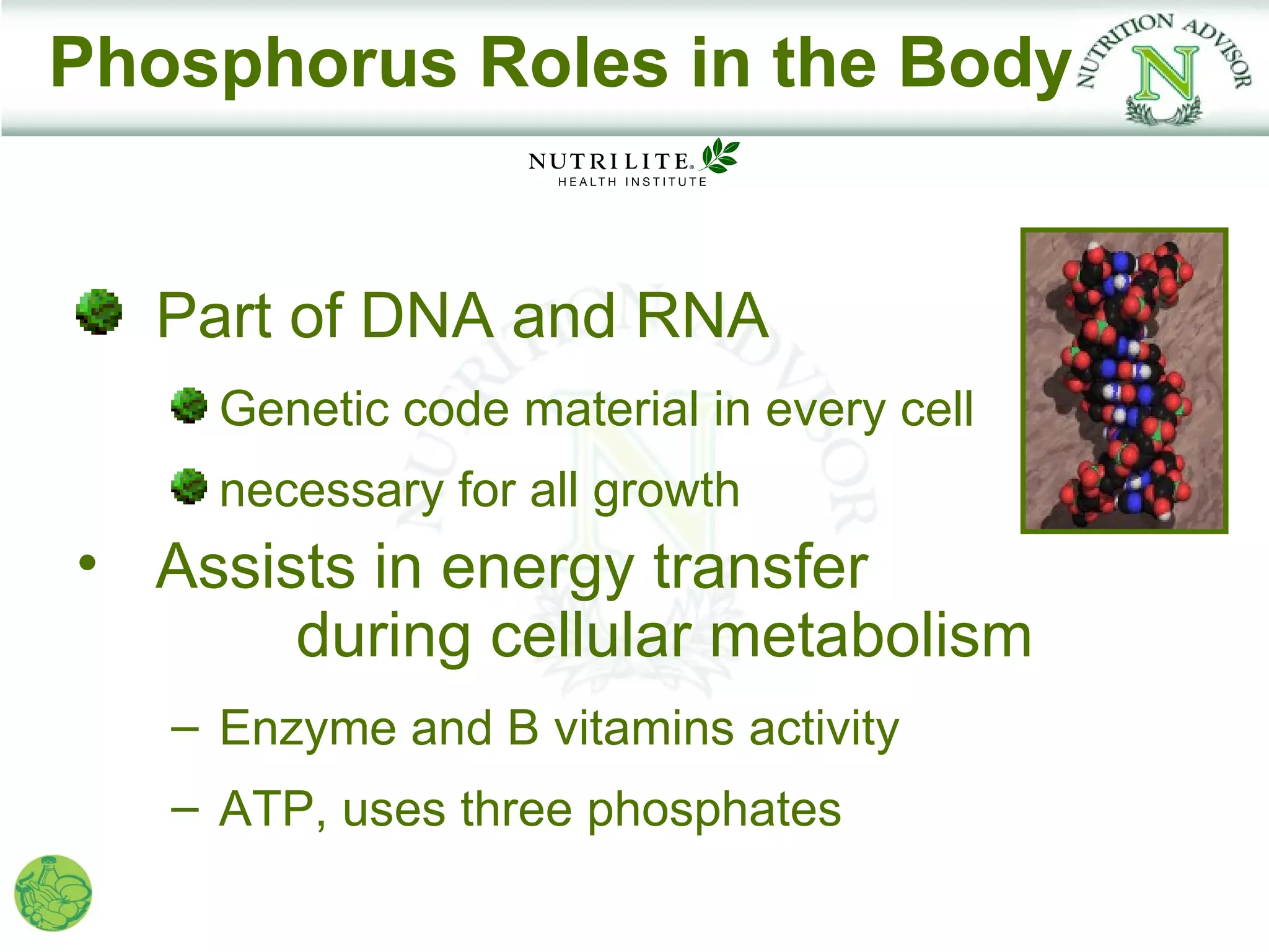 Phosphorus Roles in the Body


  Part of DNA and RNA
     Genetic code material in every cell
     necessary for all growth
• Assists in energy transfer
       during cellular metabolism
   – Enzyme and B vitamins activity
   – ATP, uses three phosphates
 