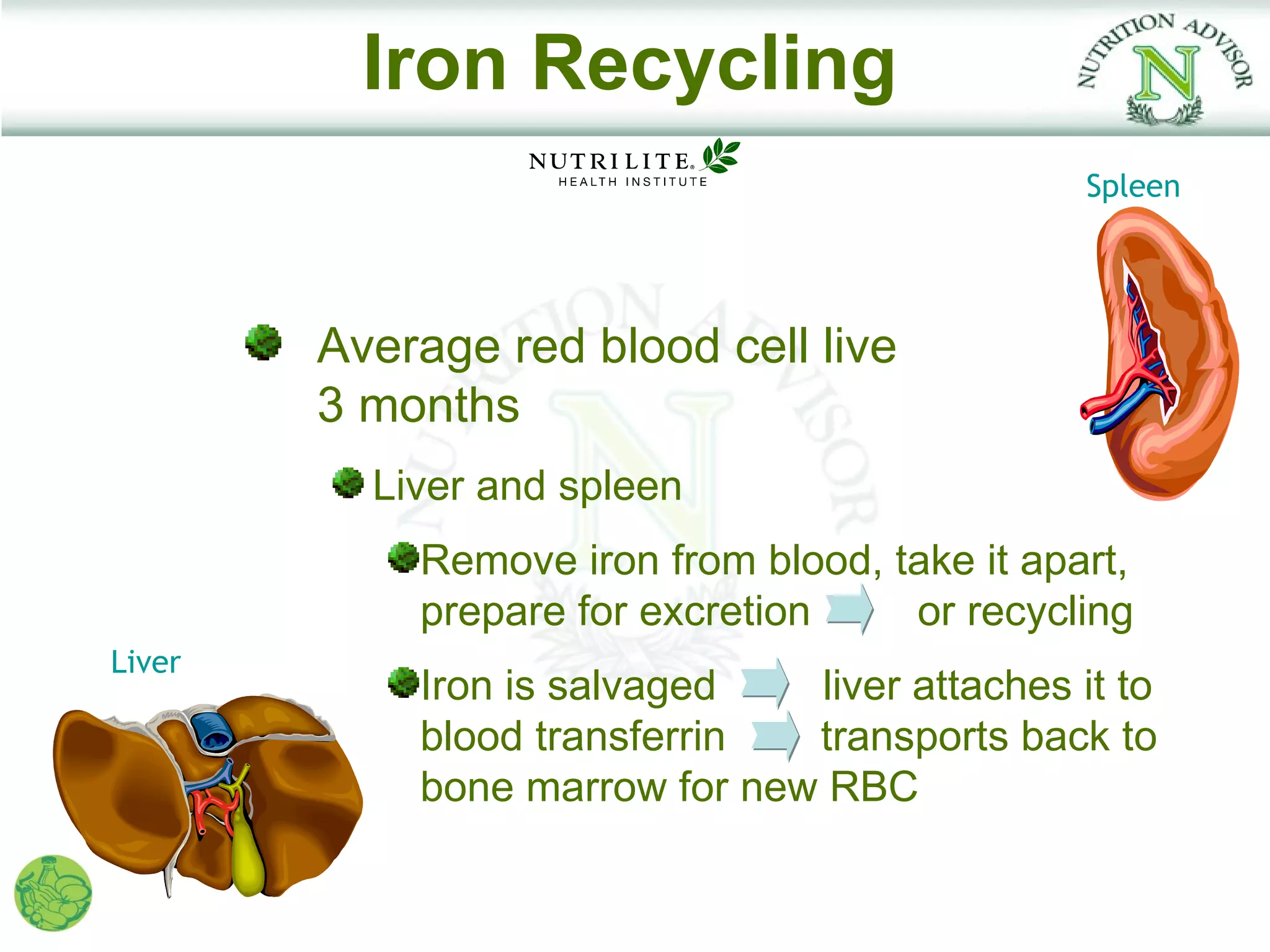 Iron Recycling
                                               Spleen




        Average red blood cell live
        3 months
          Liver and spleen
            Remove iron from blood, take it apart,
            prepare for excretion    or recycling
Liver
            Iron is salvaged   liver attaches it to
            blood transferrin  transports back to
            bone marrow for new RBC
 
