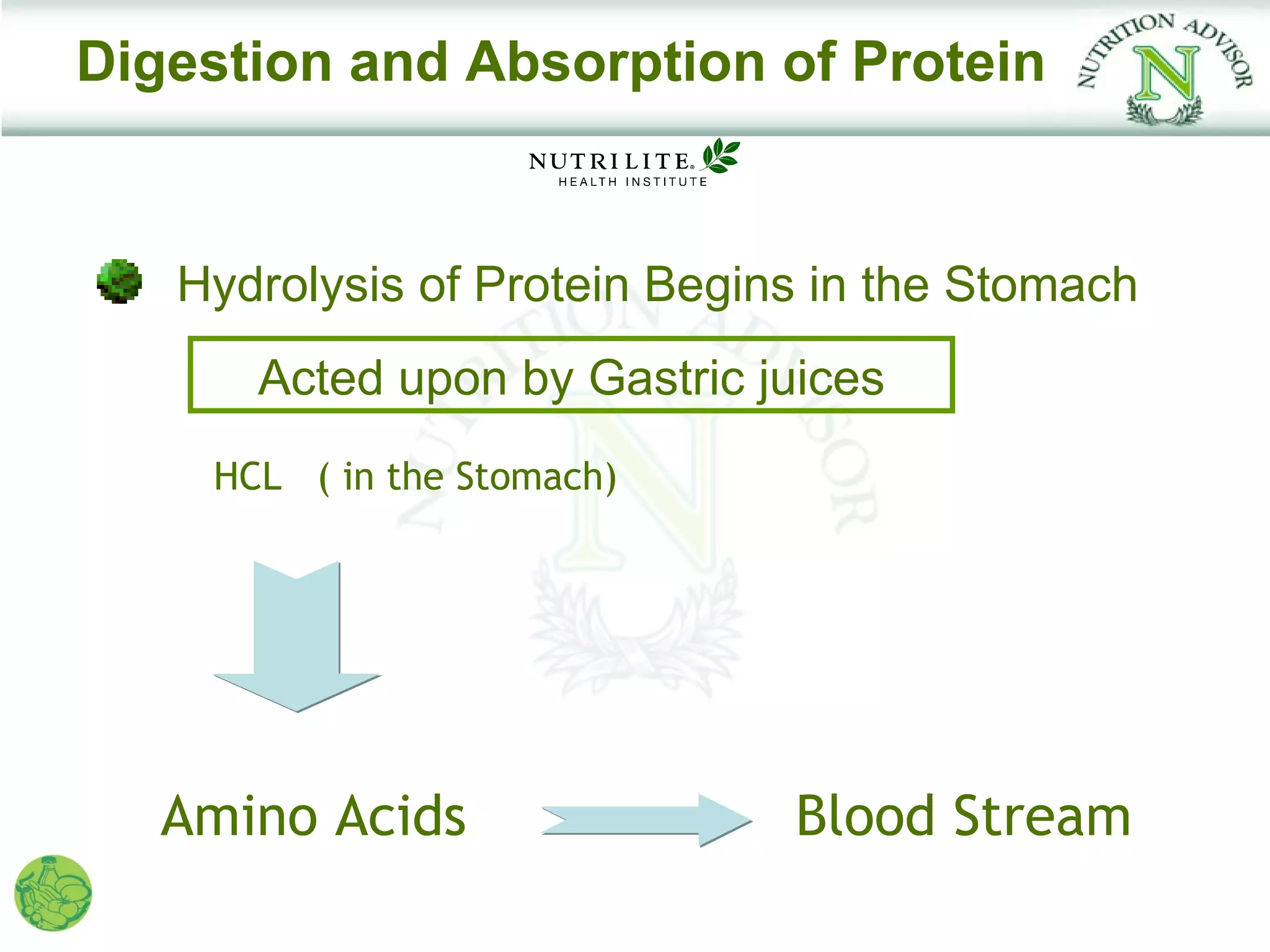 Digestion and Absorption of Protein


   Hydrolysis of Protein Begins in the Stomach
      Acted upon by Gastric juices
    HCL ( in the Stomach)




   Amino Acids                Blood Stream
 