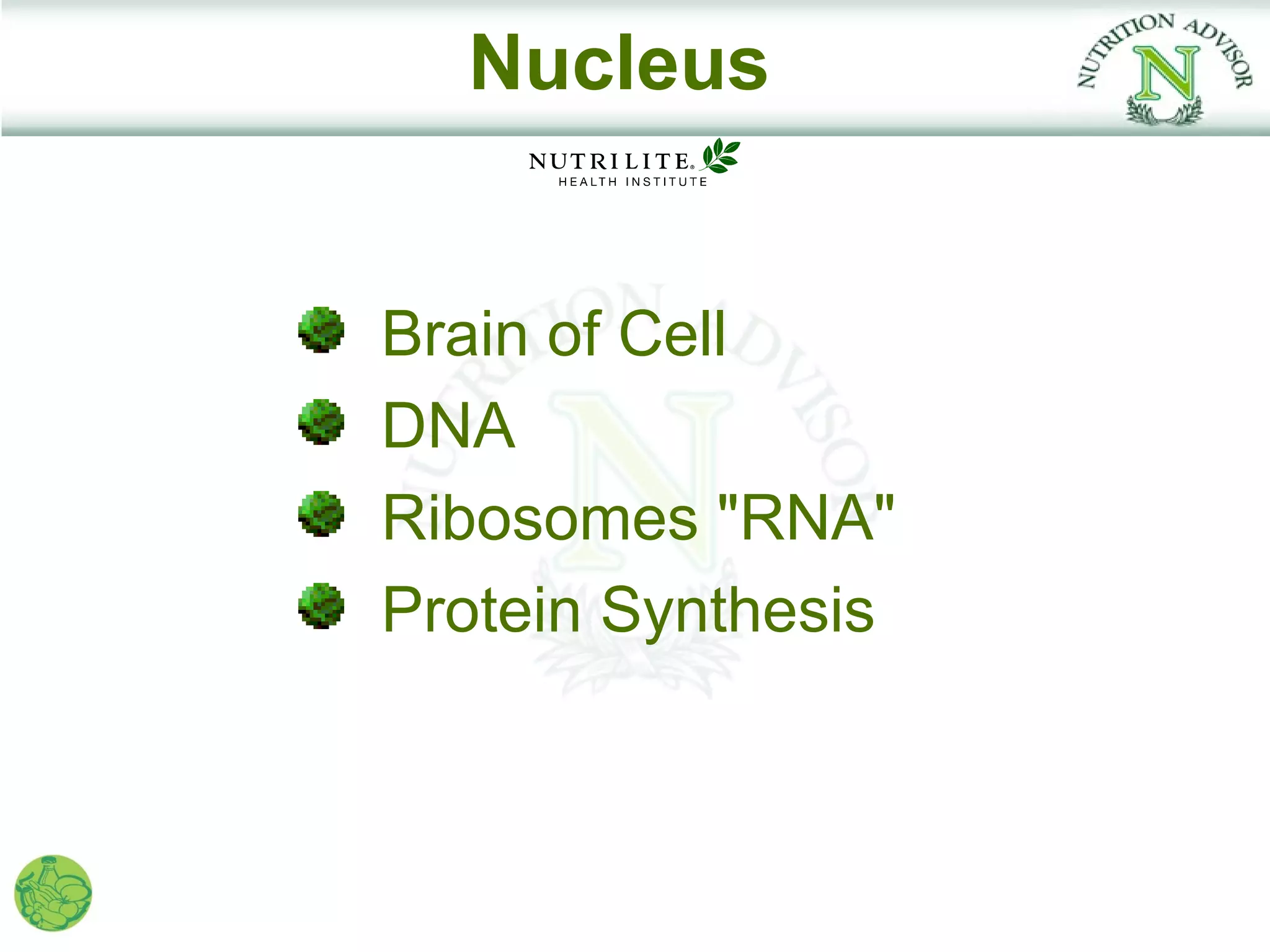 Nucleus


Brain of Cell
DNA
Ribosomes "RNA"
Protein Synthesis
 