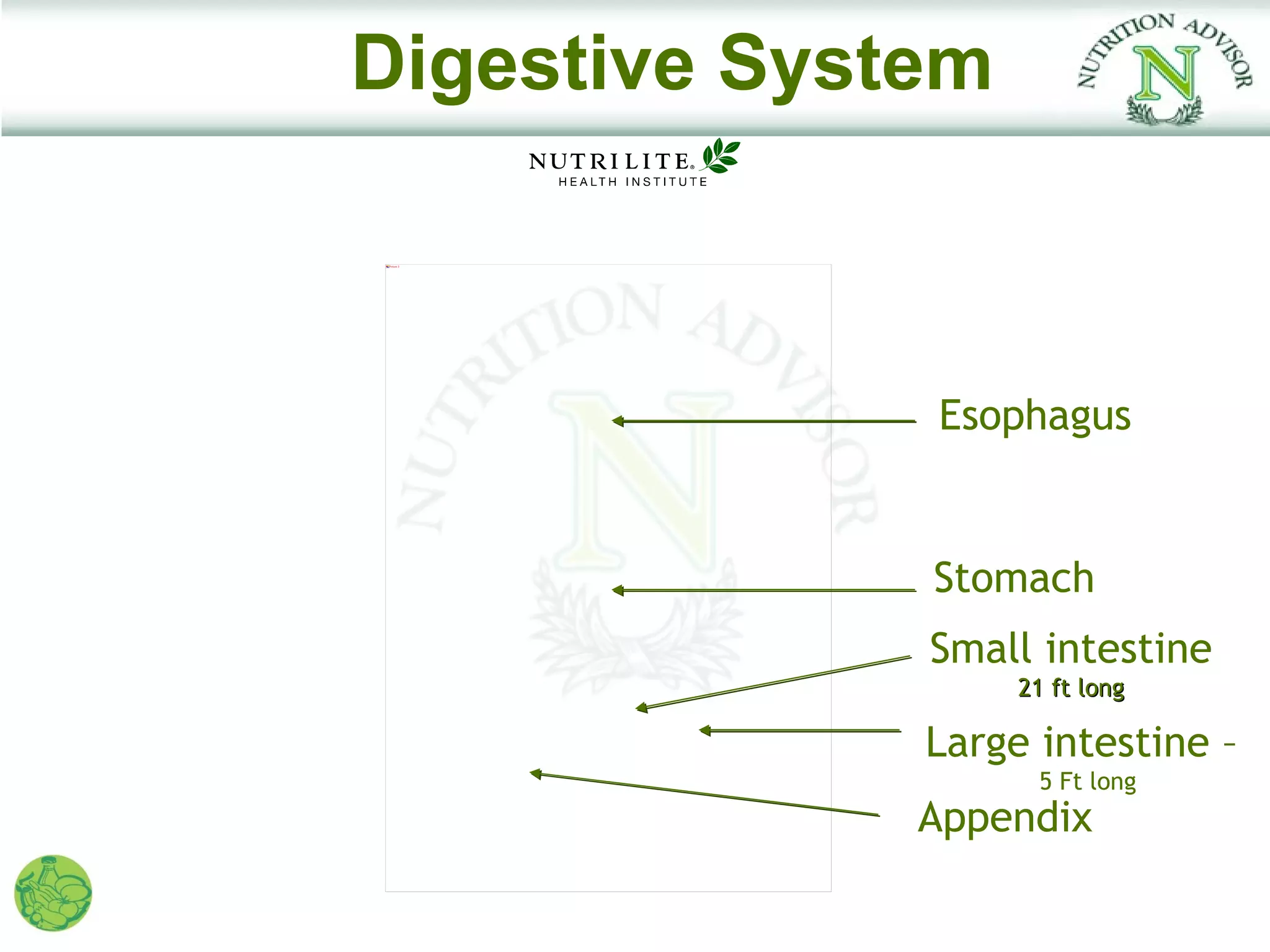 Digestive System

Picture 3




              Esophagus


              Stomach
              Small intestine
                   21 ft long

              Large intestine –
                    5 Ft long
              Appendix
 