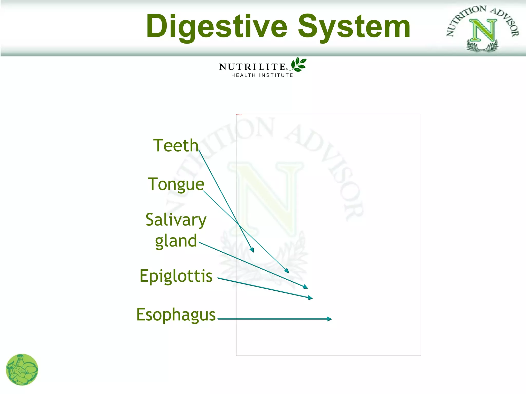 Digestive System

             Picture 4




  Teeth

 Tongue

 Salivary
  gland

Epiglottis

Esophagus
 