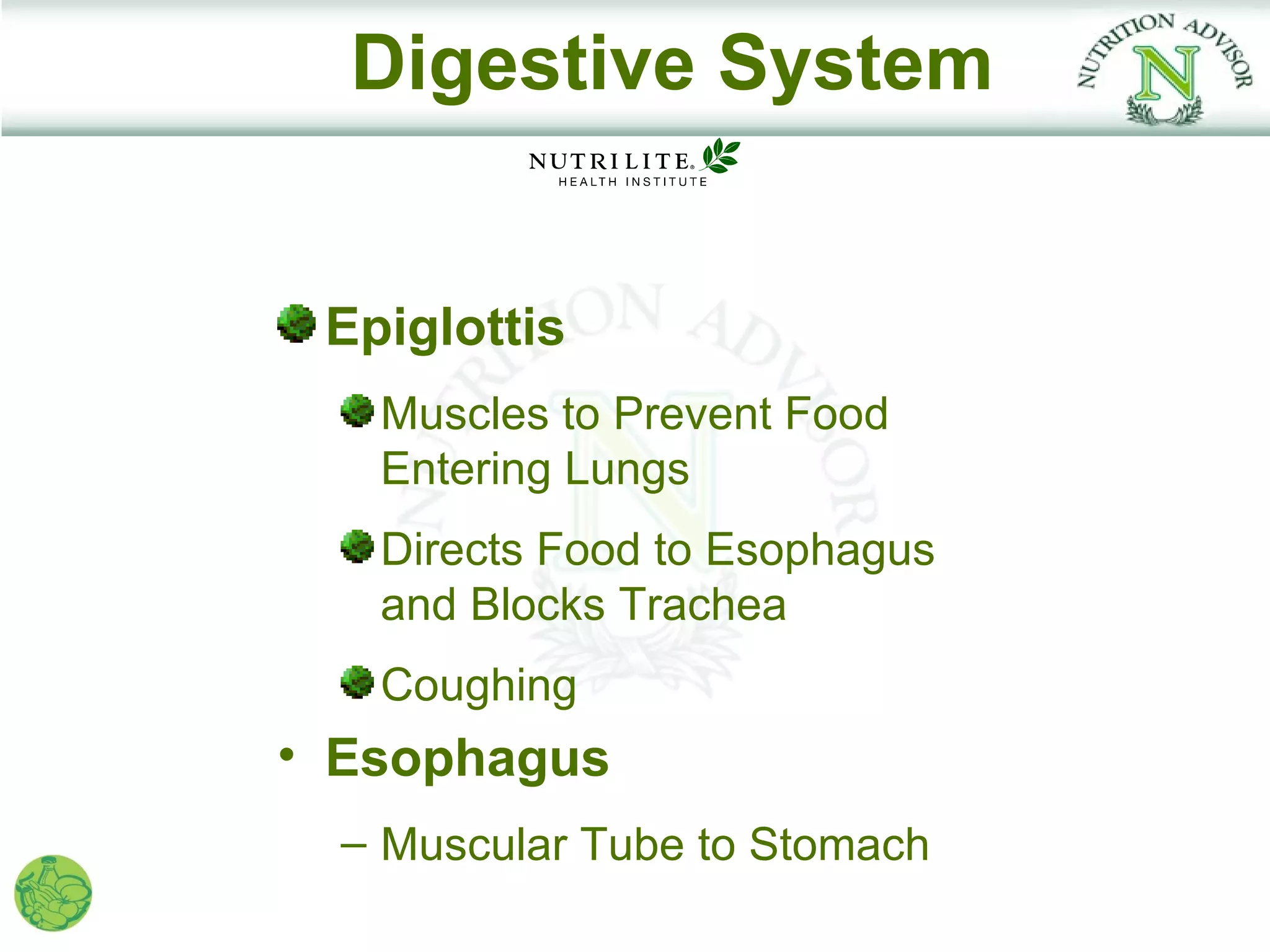 Digestive System


 Epiglottis
   Muscles to Prevent Food
   Entering Lungs
   Directs Food to Esophagus
   and Blocks Trachea
   Coughing
• Esophagus
  – Muscular Tube to Stomach
 