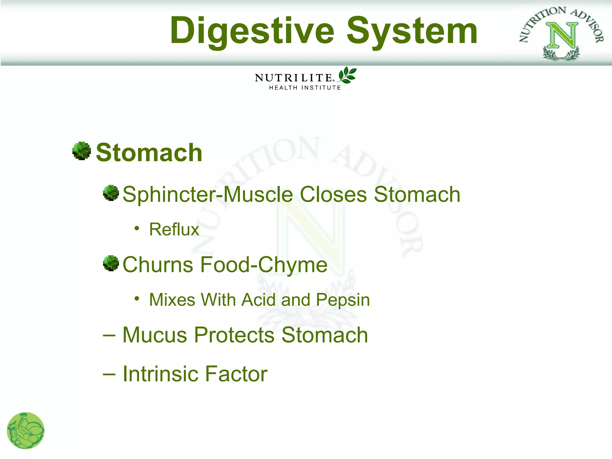 Digestive System


Stomach
  Sphincter-Muscle Closes Stomach
   • Reflux

  Churns Food-Chyme
   • Mixes With Acid and Pepsin

– Mucus Protects Stomach
– Intrinsic Factor
 