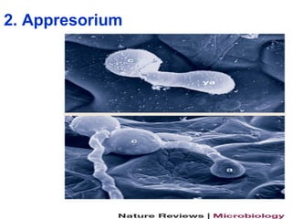 Principles of plant infection | PPT
