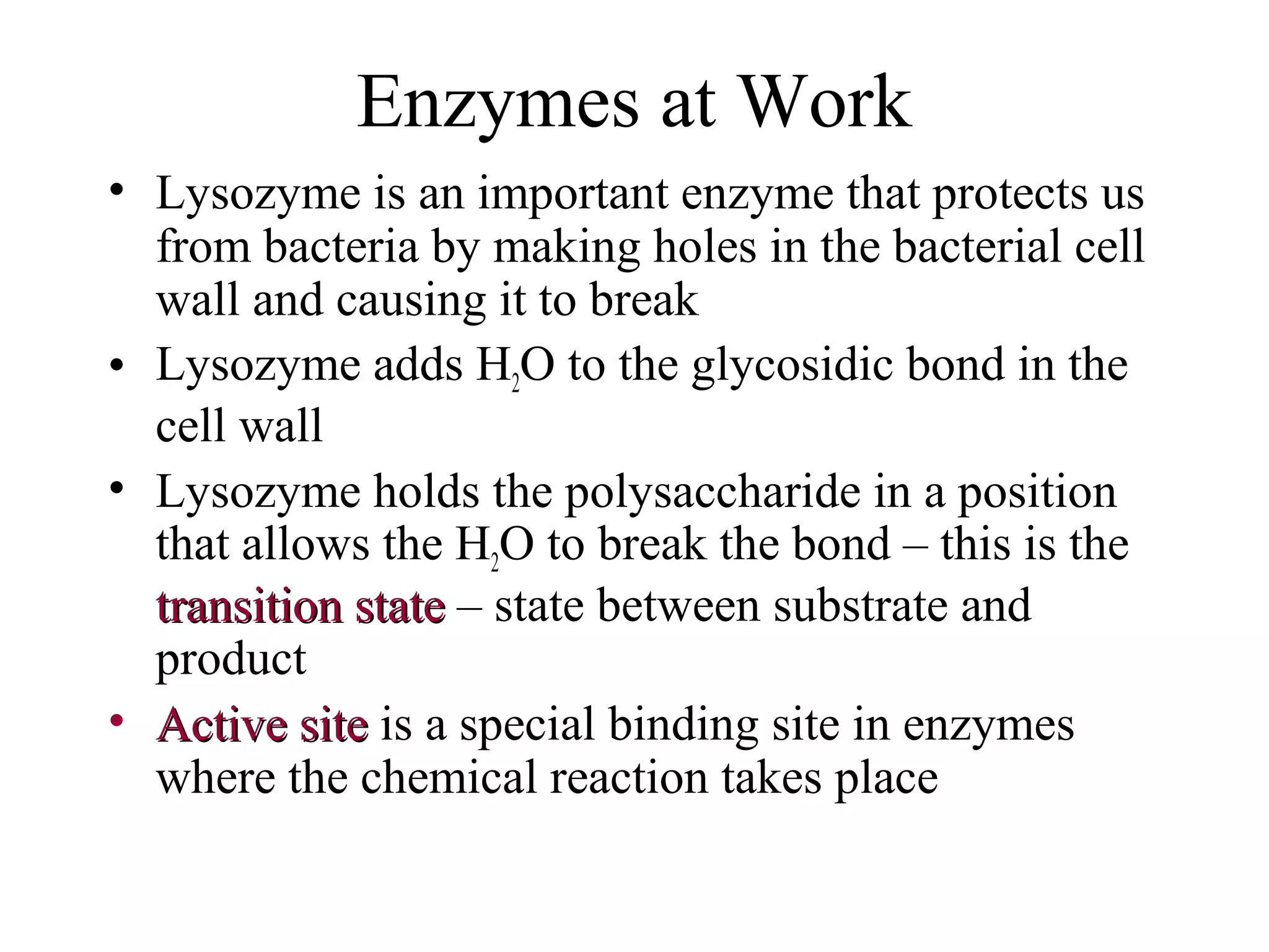 Enzymes at Work
• Lysozyme is an important enzyme that protects us
from bacteria by making holes in the bacterial cell
wall and causing it to break
• Lysozyme adds H2O to the glycosidic bond in the
cell wall
• Lysozyme holds the polysaccharide in a position
that allows the H2O to break the bond – this is the
transition statetransition state – state between substrate and
product
• Active siteActive site is a special binding site in enzymes
where the chemical reaction takes place
 