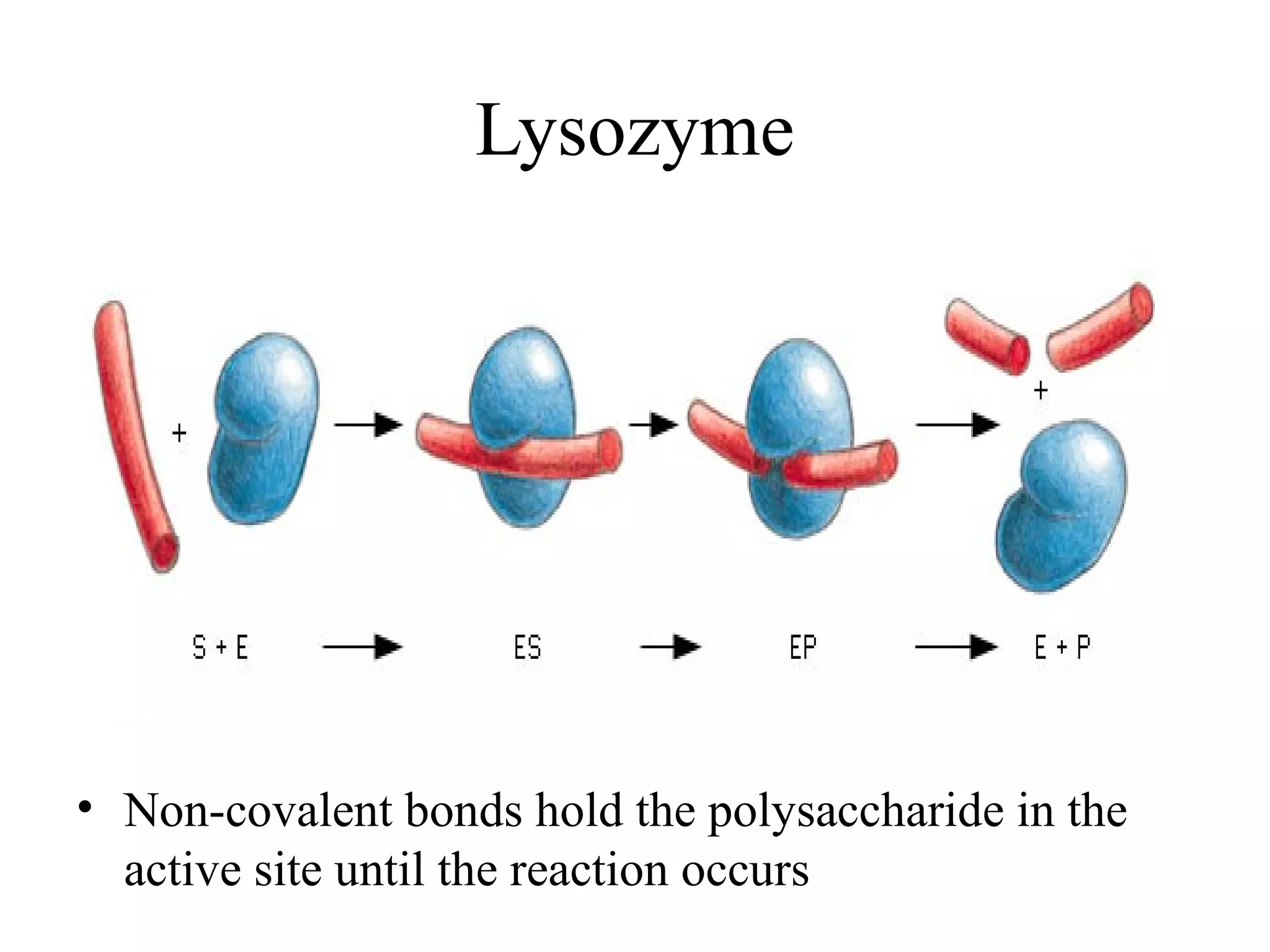 Lysozyme
• Non-covalent bonds hold the polysaccharide in the
active site until the reaction occurs
 