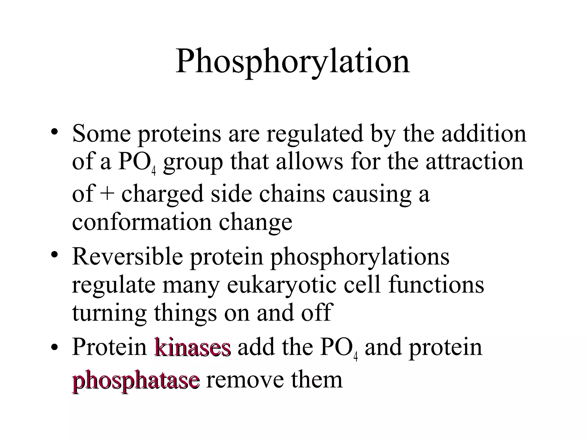 Phosphorylation
• Some proteins are regulated by the addition
of a PO4 group that allows for the attraction
of + charged side chains causing a
conformation change
• Reversible protein phosphorylations
regulate many eukaryotic cell functions
turning things on and off
• Protein kinaseskinases add the PO4 and protein
phosphatasephosphatase remove them
 