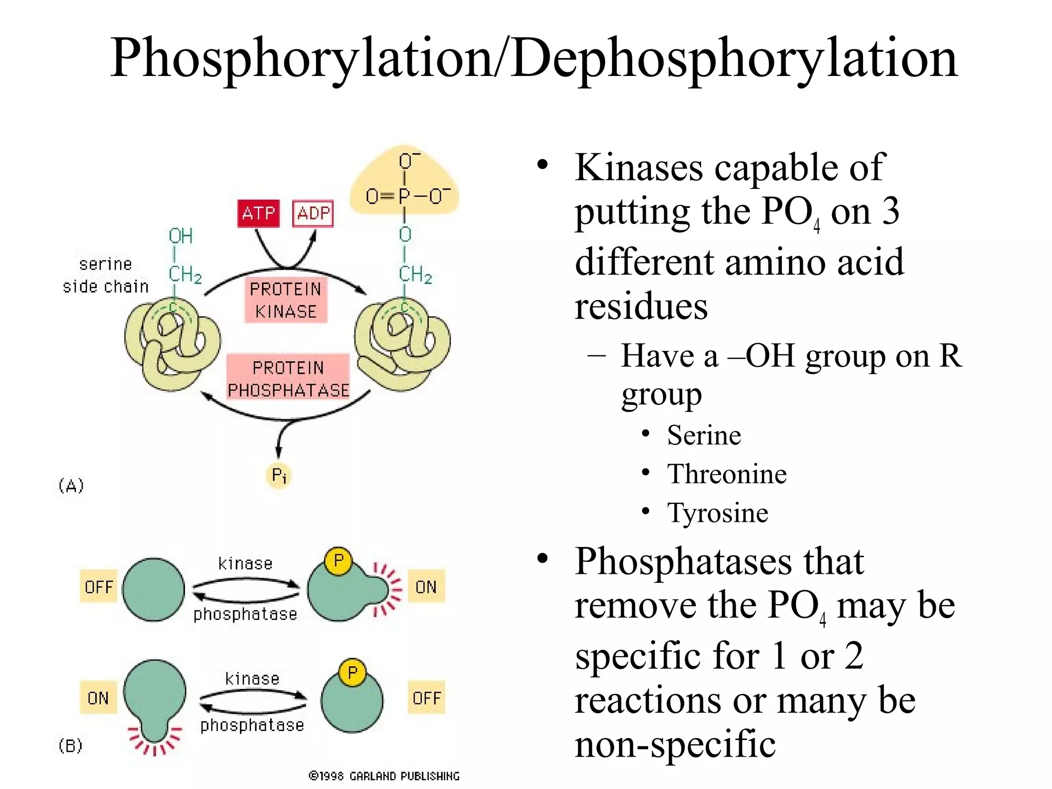 Phosphorylation/Dephosphorylation
• Kinases capable of
putting the PO4 on 3
different amino acid
residues
– Have a –OH group on R
group
• Serine
• Threonine
• Tyrosine
• Phosphatases that
remove the PO4 may be
specific for 1 or 2
reactions or many be
non-specific
 