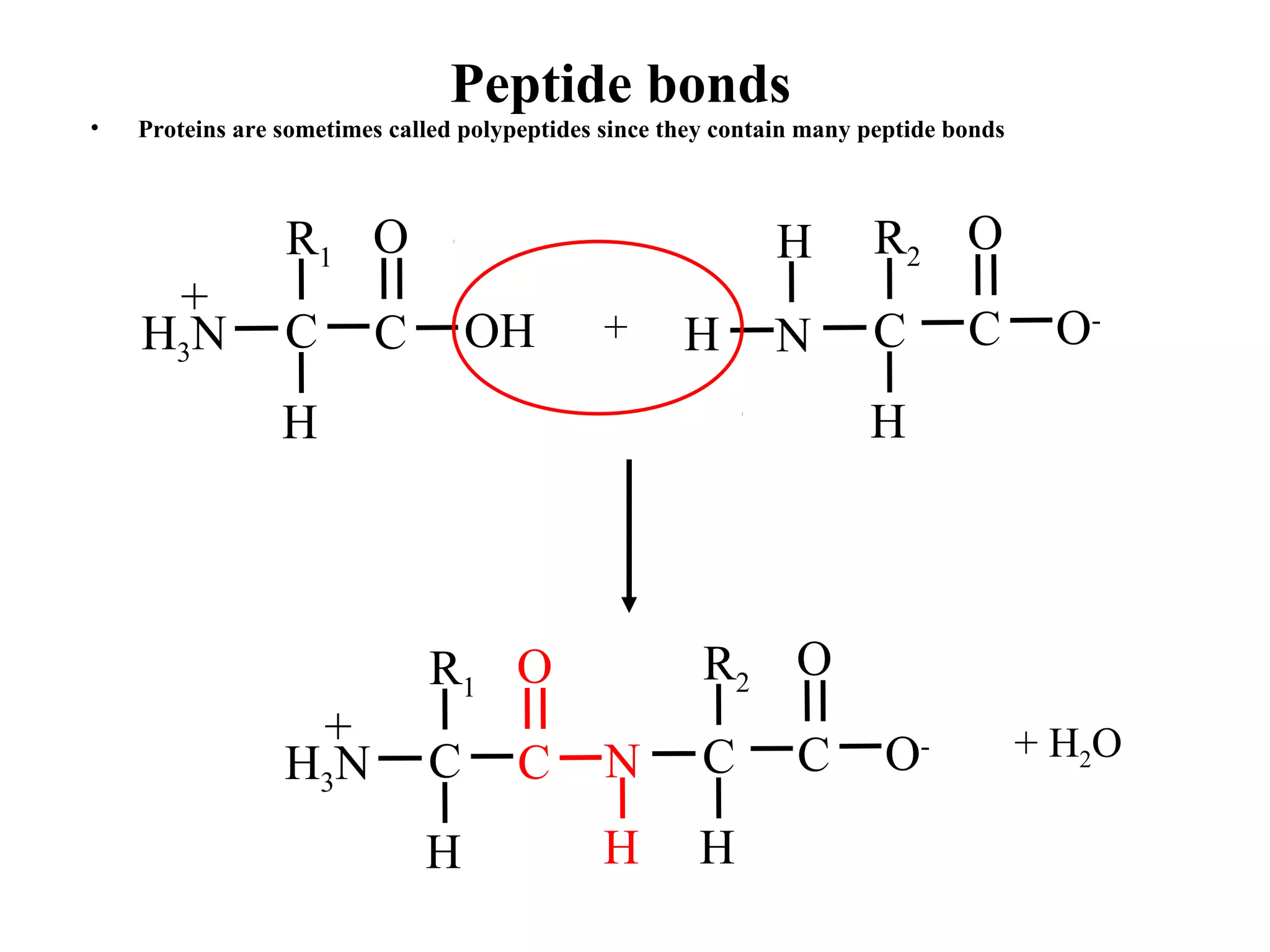 Peptide bonds
• Proteins are sometimes called polypeptides since they contain many peptide bonds
H
C
R1
H3N
+
C
O
OH NH
H
C
R2
O-
C
OH
+
H
C N
R1
H3N
+
C
O
H H
C
R2
O-
C
O
+ H2O
 