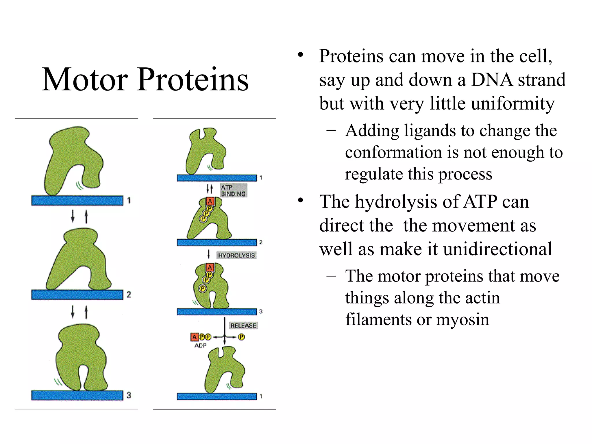 Motor Proteins
• Proteins can move in the cell,
say up and down a DNA strand
but with very little uniformity
– Adding ligands to change the
conformation is not enough to
regulate this process
• The hydrolysis of ATP can
direct the the movement as
well as make it unidirectional
– The motor proteins that move
things along the actin
filaments or myosin
 