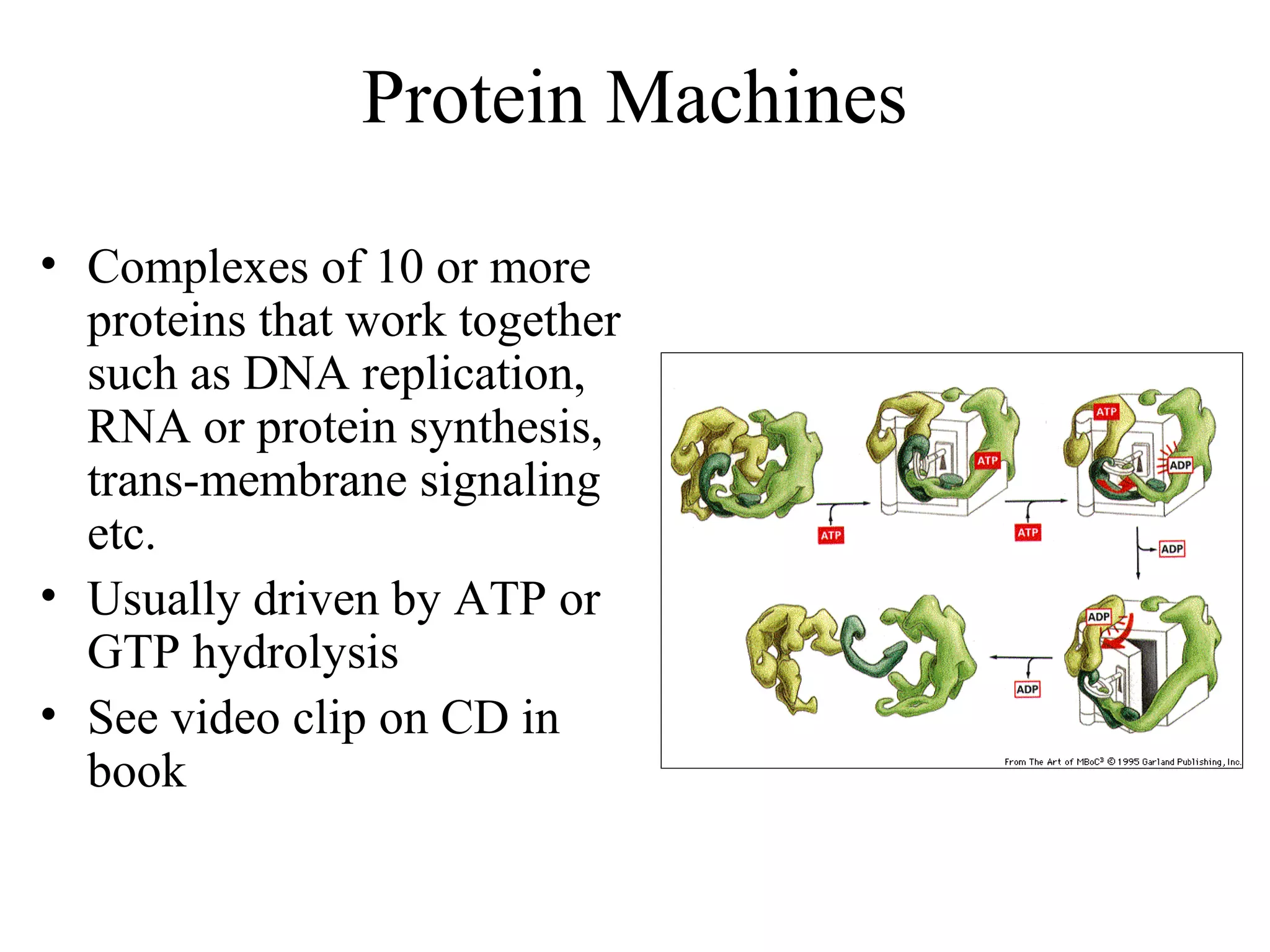 Protein Machines
• Complexes of 10 or more
proteins that work together
such as DNA replication,
RNA or protein synthesis,
trans-membrane signaling
etc.
• Usually driven by ATP or
GTP hydrolysis
• See video clip on CD in
book
 