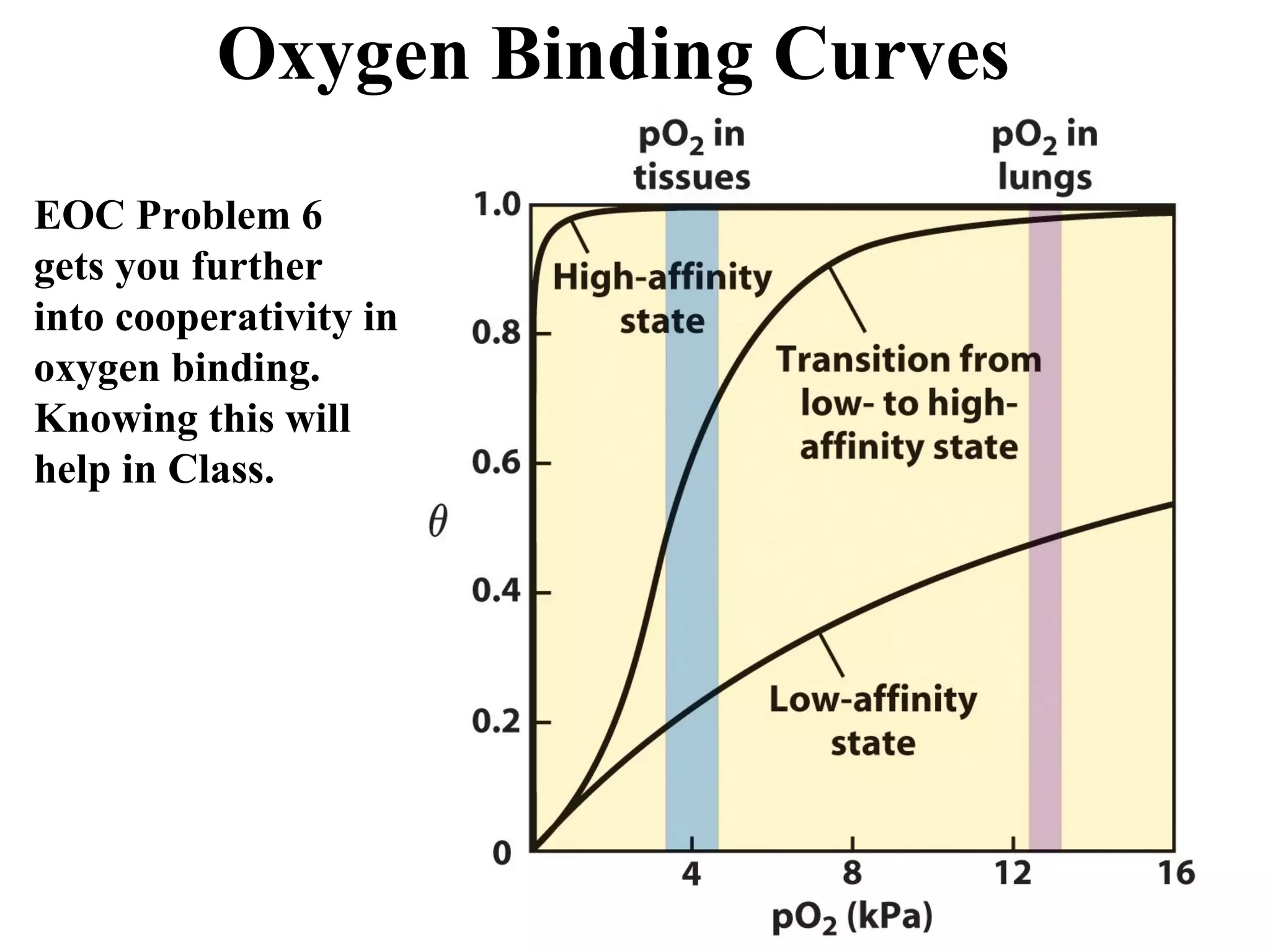 Oxygen Binding Curves
EOC Problem 6
gets you further
into cooperativity in
oxygen binding.
Knowing this will
help in Class.
 