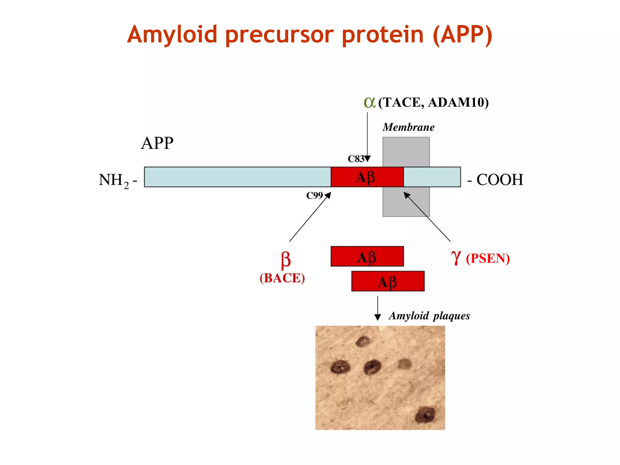 Amyloid precursor protein (APP)
(TACE, ADAM10)
(PSEN)
 
