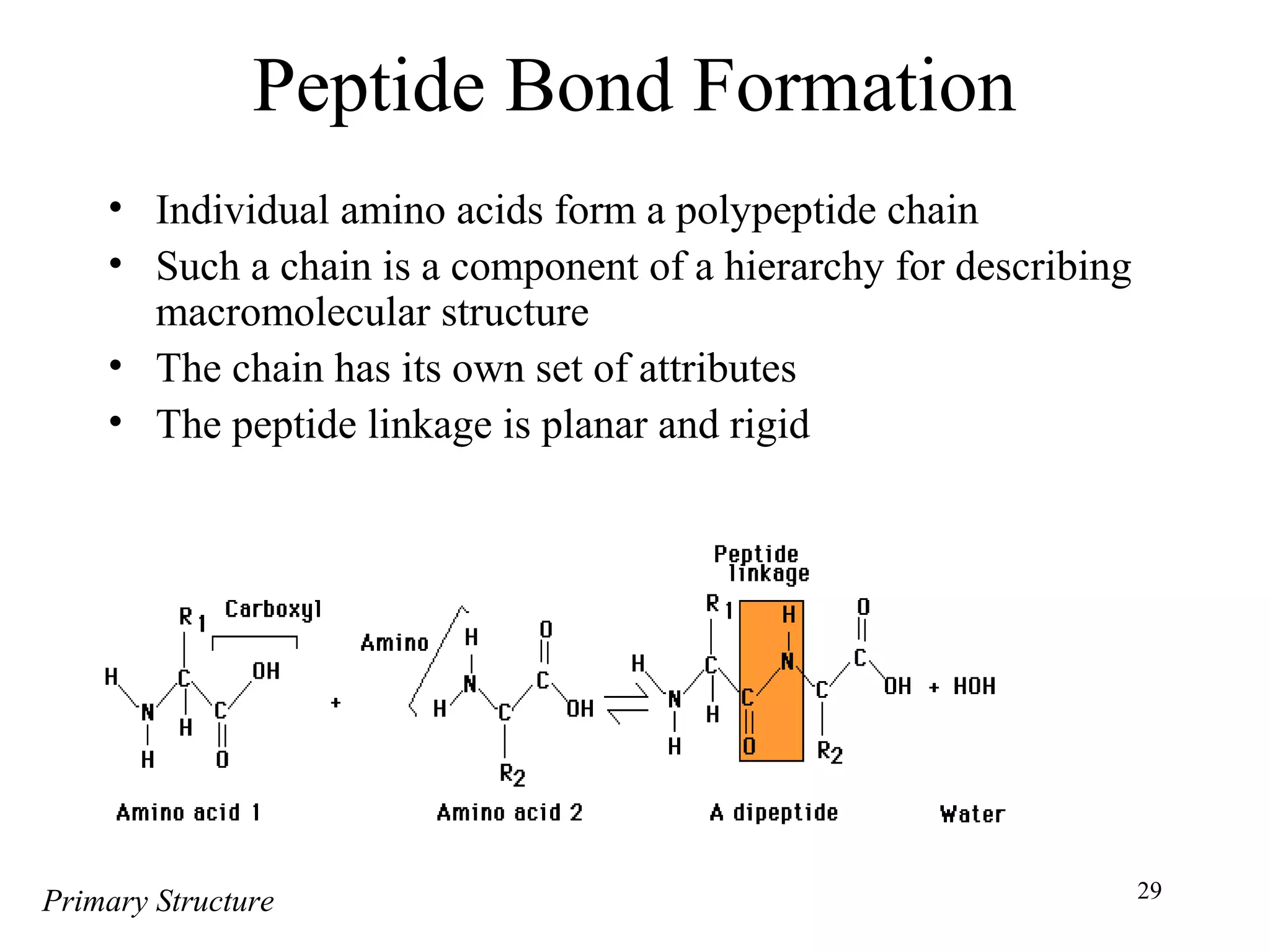 29
Peptide Bond Formation
• Individual amino acids form a polypeptide chain
• Such a chain is a component of a hierarchy for describing
macromolecular structure
• The chain has its own set of attributes
• The peptide linkage is planar and rigid
Primary Structure
 