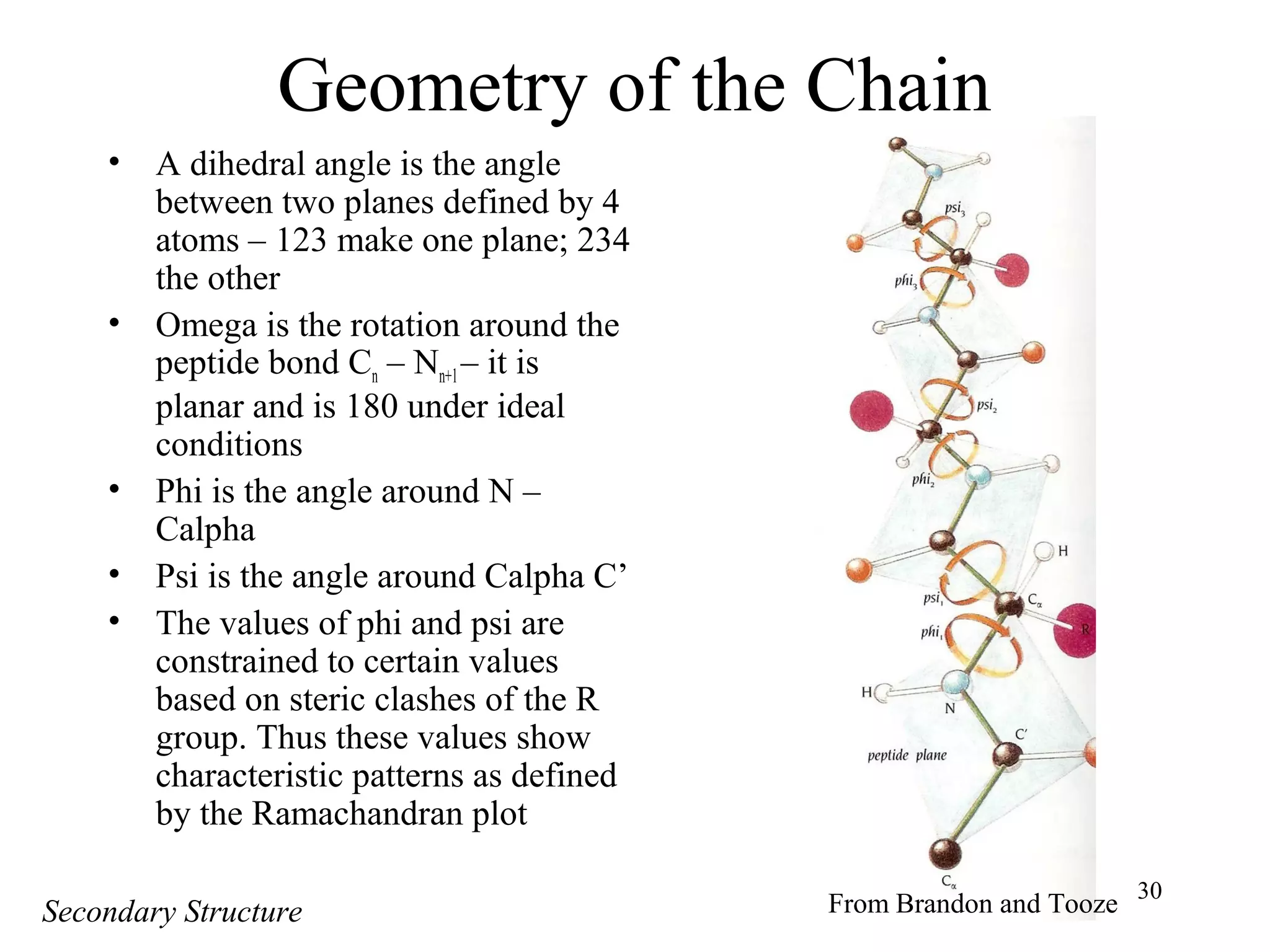 30
Geometry of the Chain
• A dihedral angle is the angle
between two planes defined by 4
atoms – 123 make one plane; 234
the other
• Omega is the rotation around the
peptide bond Cn – Nn+1– it is
planar and is 180 under ideal
conditions
• Phi is the angle around N –
Calpha
• Psi is the angle around Calpha C’
• The values of phi and psi are
constrained to certain values
based on steric clashes of the R
group. Thus these values show
characteristic patterns as defined
by the Ramachandran plot
From Brandon and ToozeSecondary Structure
 