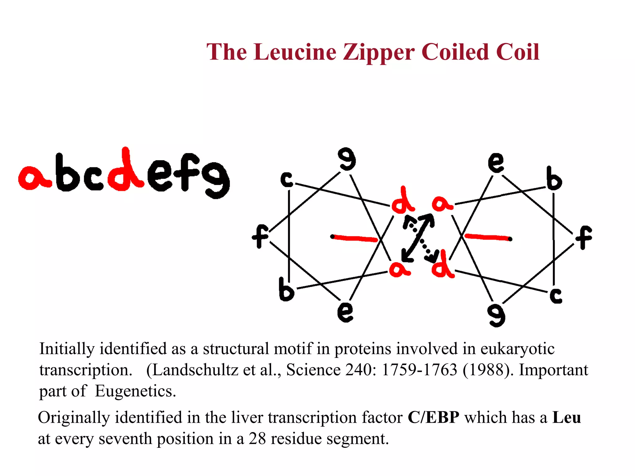 Introduction to Molecular Biophysics
The Leucine Zipper Coiled Coil
Initially identified as a structural motif in proteins involved in eukaryotic
transcription. (Landschultz et al., Science 240: 1759-1763 (1988). Important
part of Eugenetics.
Originally identified in the liver transcription factor C/EBP which has a Leu
at every seventh position in a 28 residue segment.
 