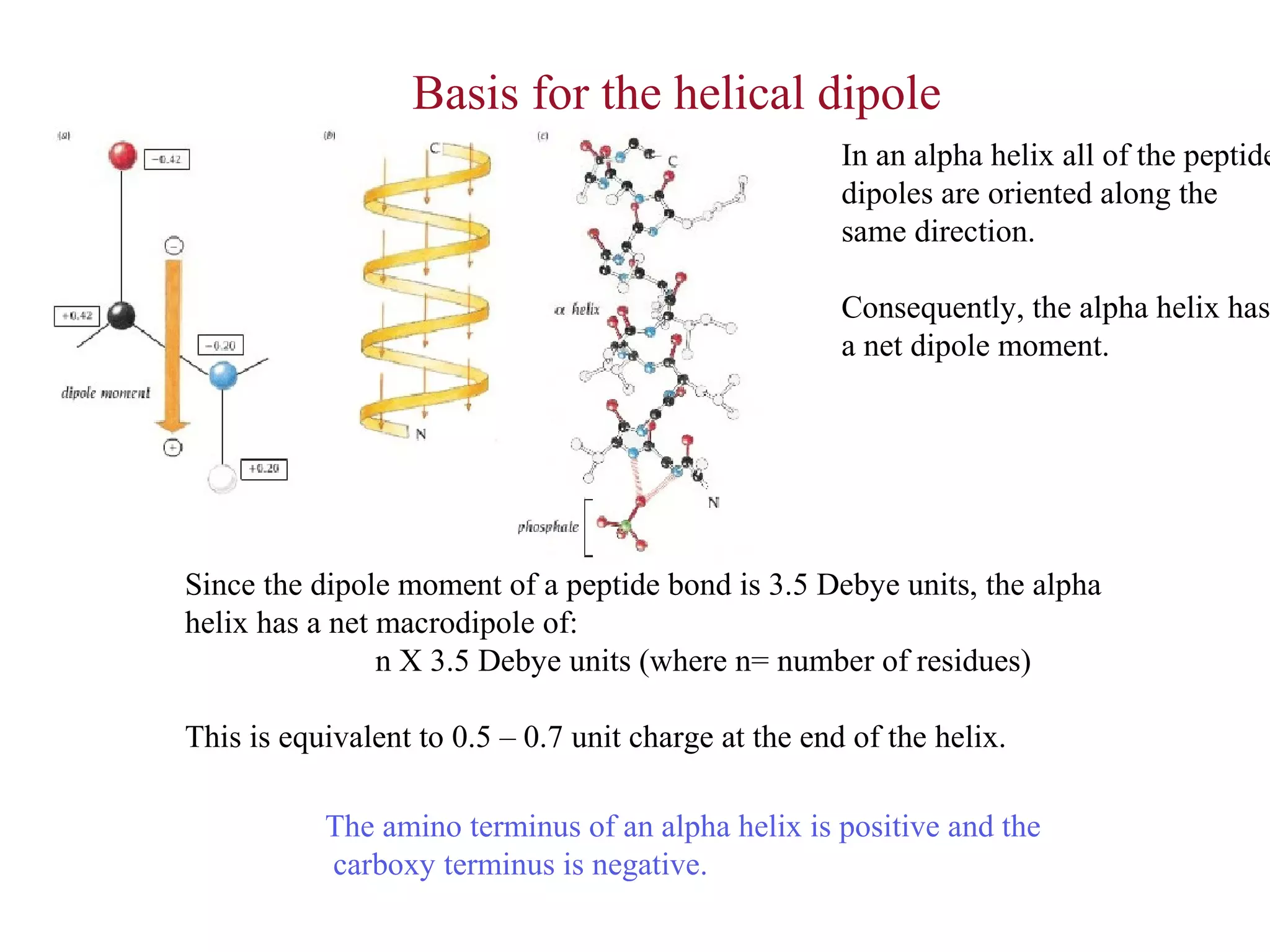 Since the dipole moment of a peptide bond is 3.5 Debye units, the alpha
helix has a net macrodipole of:
n X 3.5 Debye units (where n= number of residues)
This is equivalent to 0.5 – 0.7 unit charge at the end of the helix.
Basis for the helical dipole
In an alpha helix all of the peptide
dipoles are oriented along the
same direction.
Consequently, the alpha helix has
a net dipole moment.
The amino terminus of an alpha helix is positive and the
carboxy terminus is negative.
 
