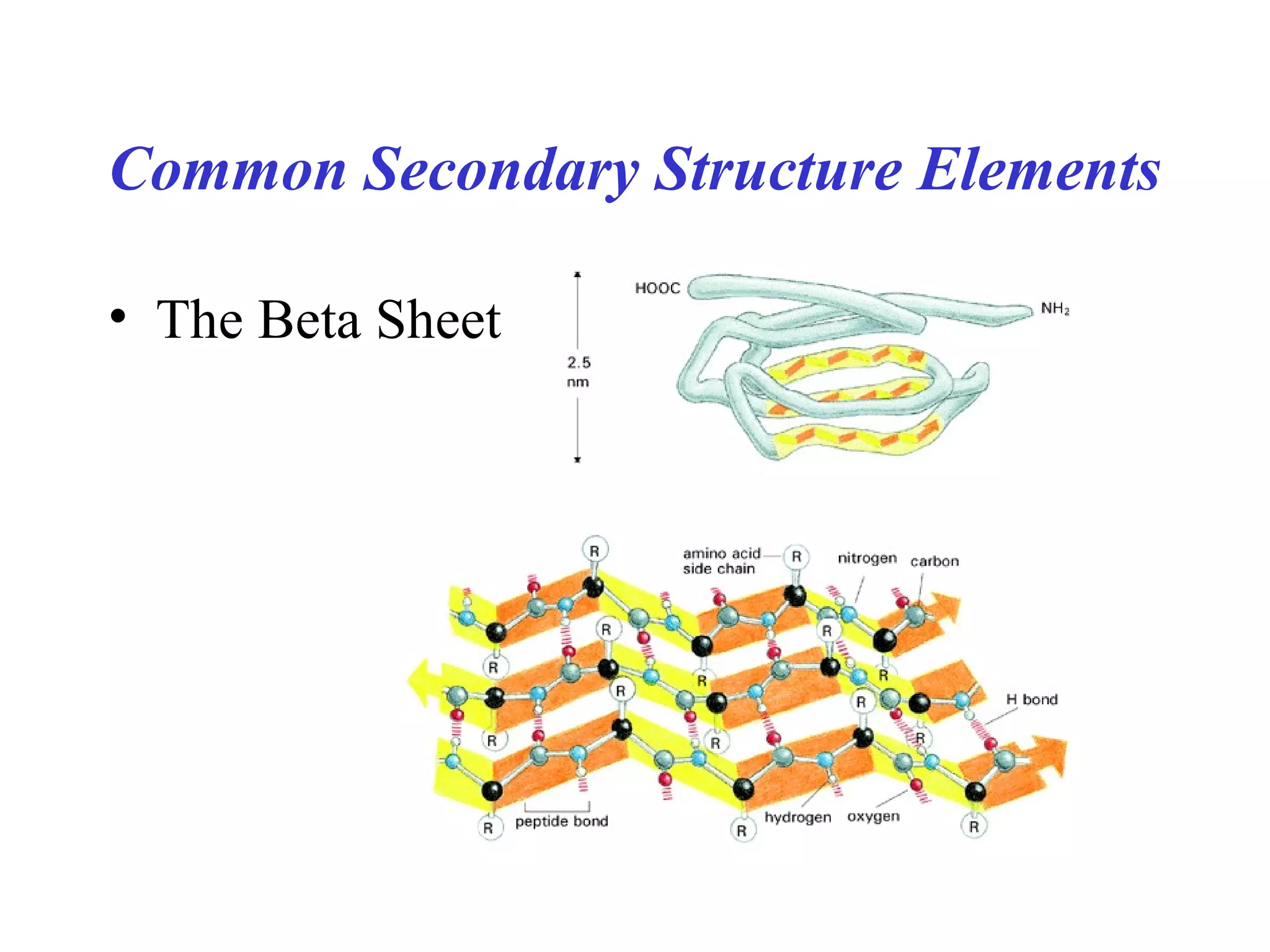 Common Secondary Structure Elements
• The Beta Sheet
 