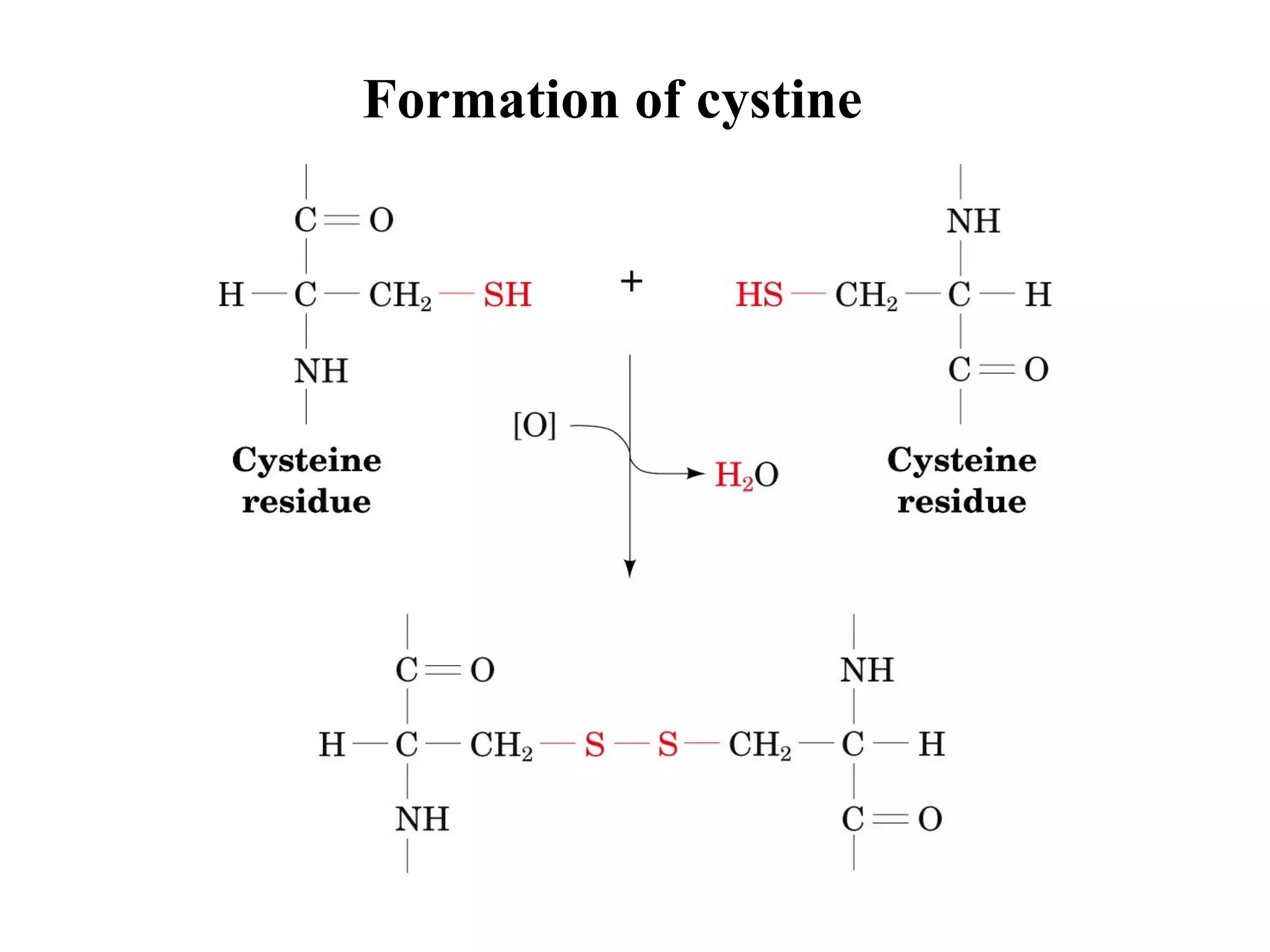 Formation of cystine
 