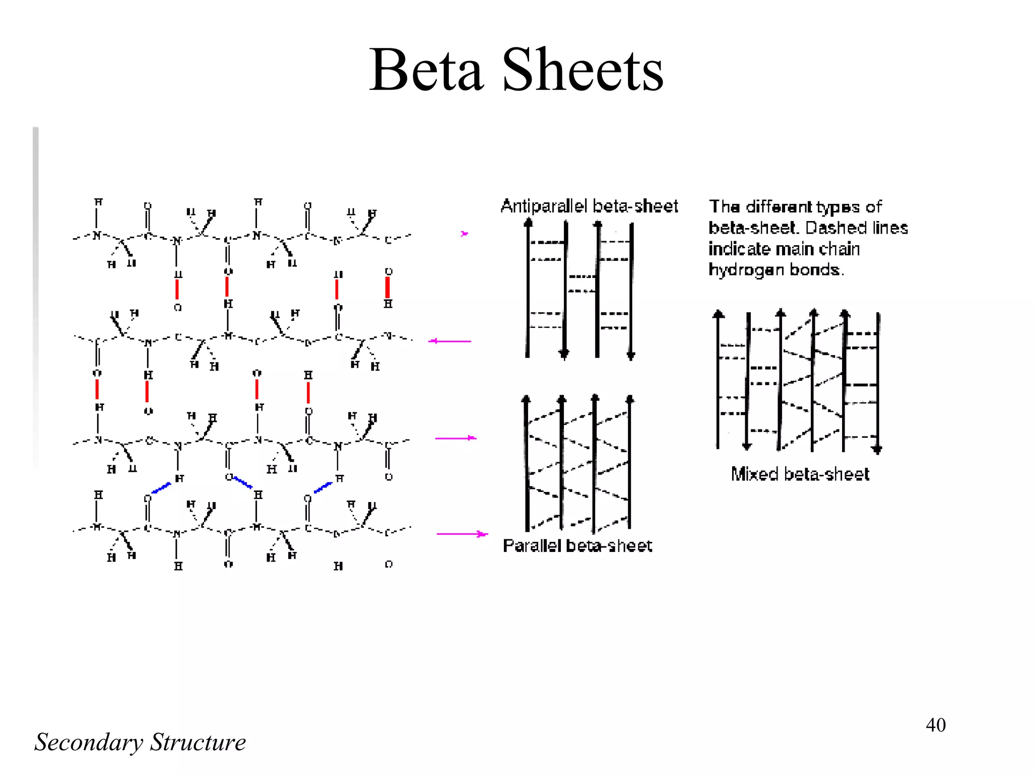 40
Beta Sheets
Secondary Structure
 