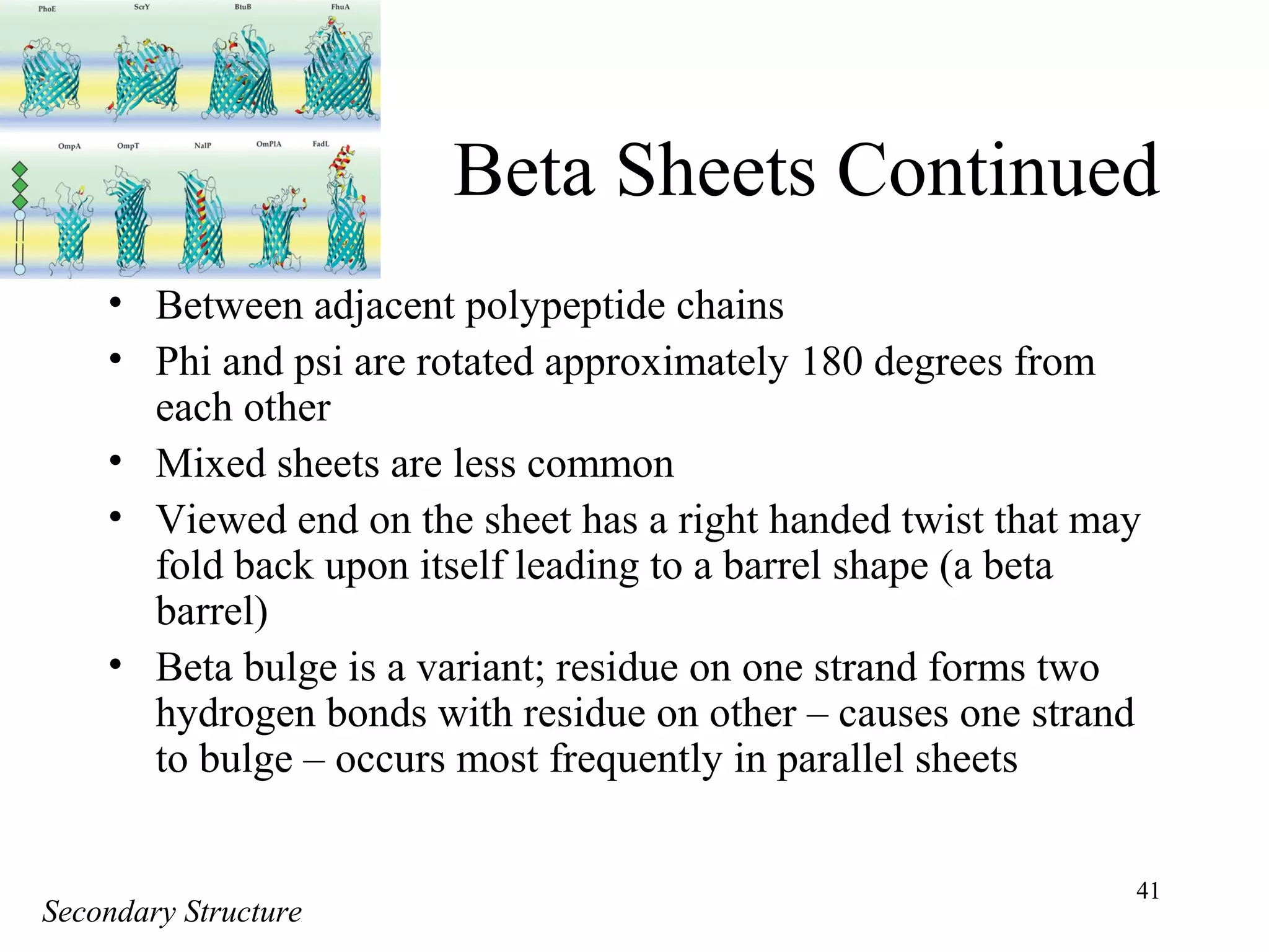 41
Beta Sheets Continued
• Between adjacent polypeptide chains
• Phi and psi are rotated approximately 180 degrees from
each other
• Mixed sheets are less common
• Viewed end on the sheet has a right handed twist that may
fold back upon itself leading to a barrel shape (a beta
barrel)
• Beta bulge is a variant; residue on one strand forms two
hydrogen bonds with residue on other – causes one strand
to bulge – occurs most frequently in parallel sheets
Secondary Structure
 