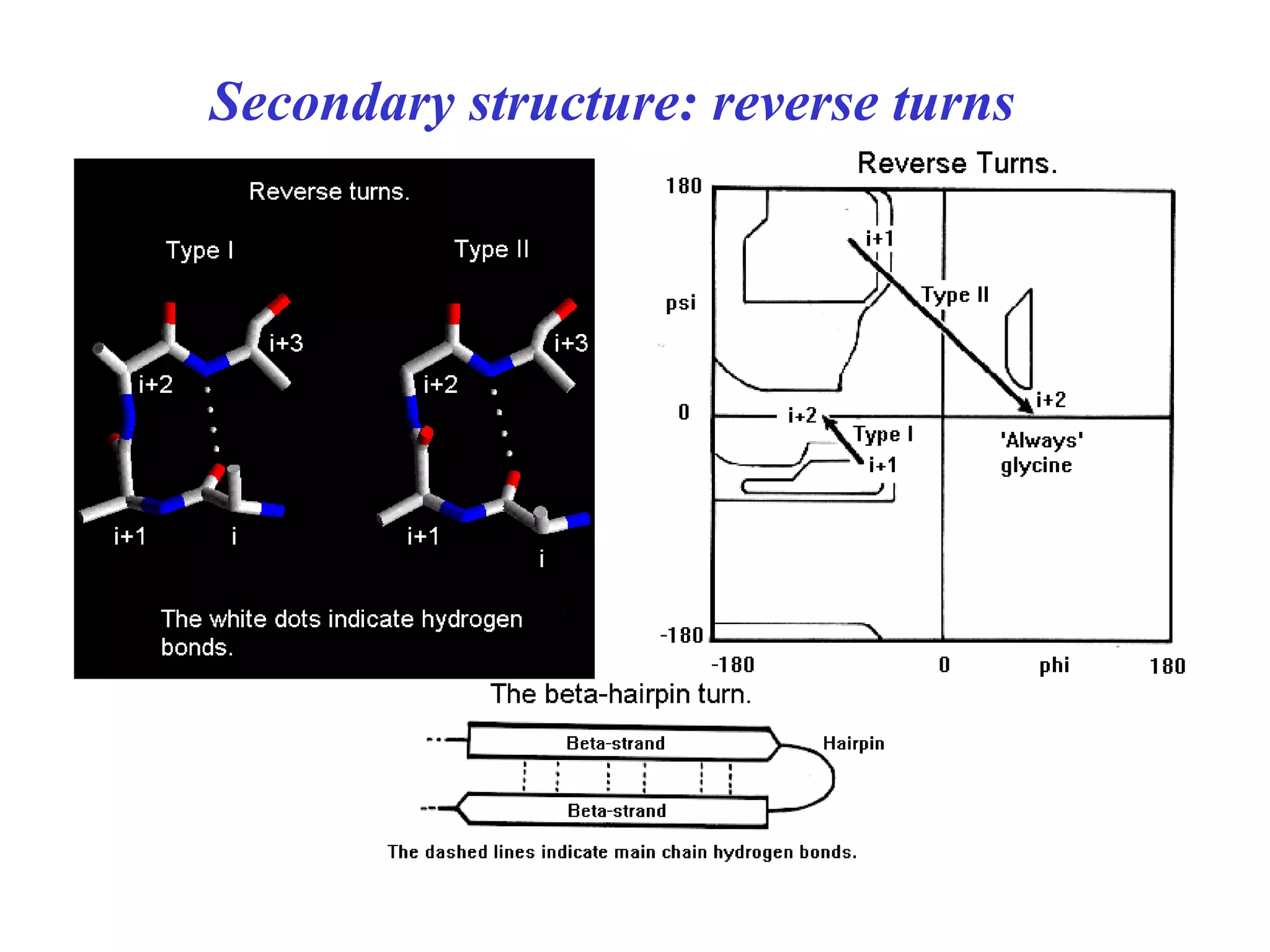 Secondary structure: reverse turns
 