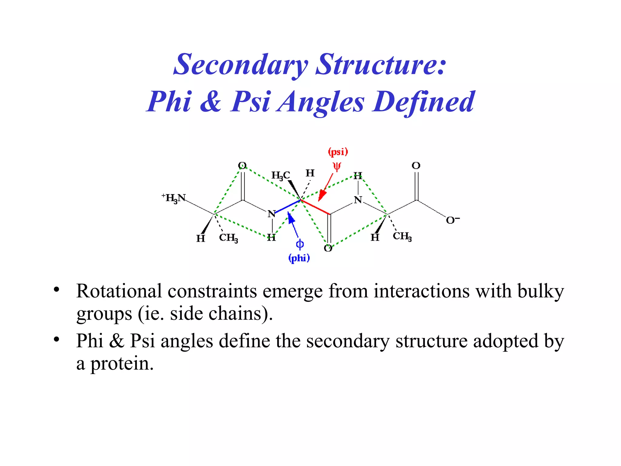 Secondary Structure:
Phi & Psi Angles Defined
• Rotational constraints emerge from interactions with bulky
groups (ie. side chains).
• Phi & Psi angles define the secondary structure adopted by
a protein.
 