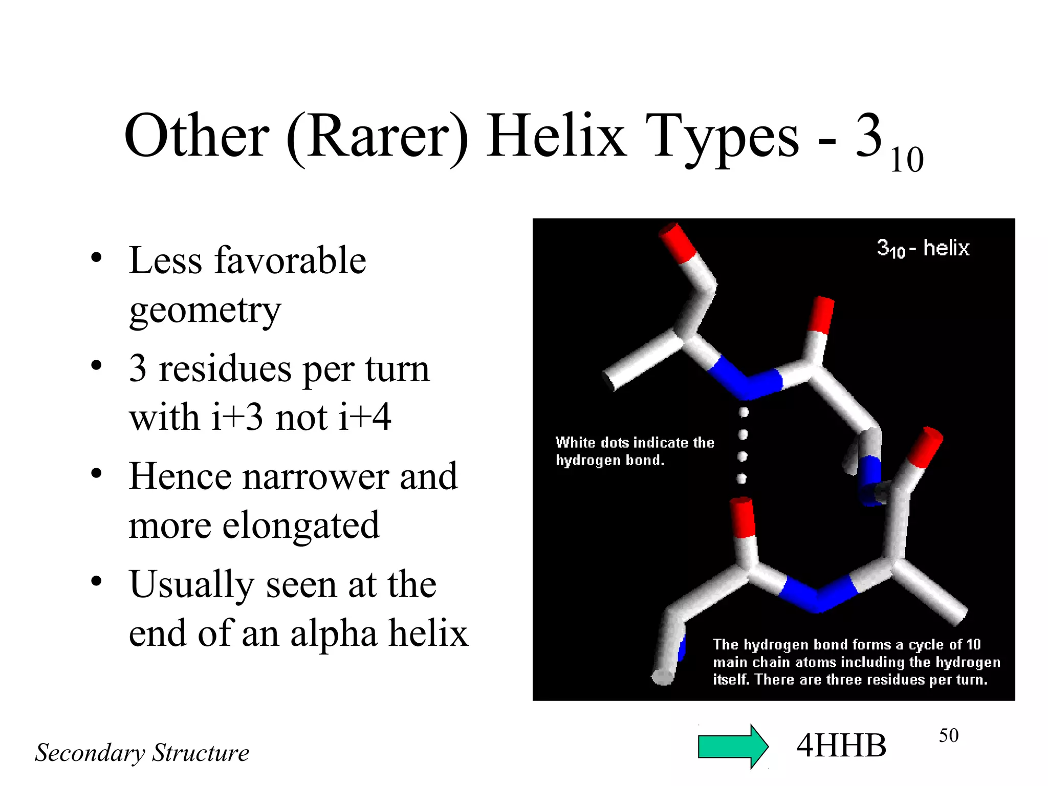 50
Other (Rarer) Helix Types - 310
• Less favorable
geometry
• 3 residues per turn
with i+3 not i+4
• Hence narrower and
more elongated
• Usually seen at the
end of an alpha helix
Secondary Structure 4HHB
 